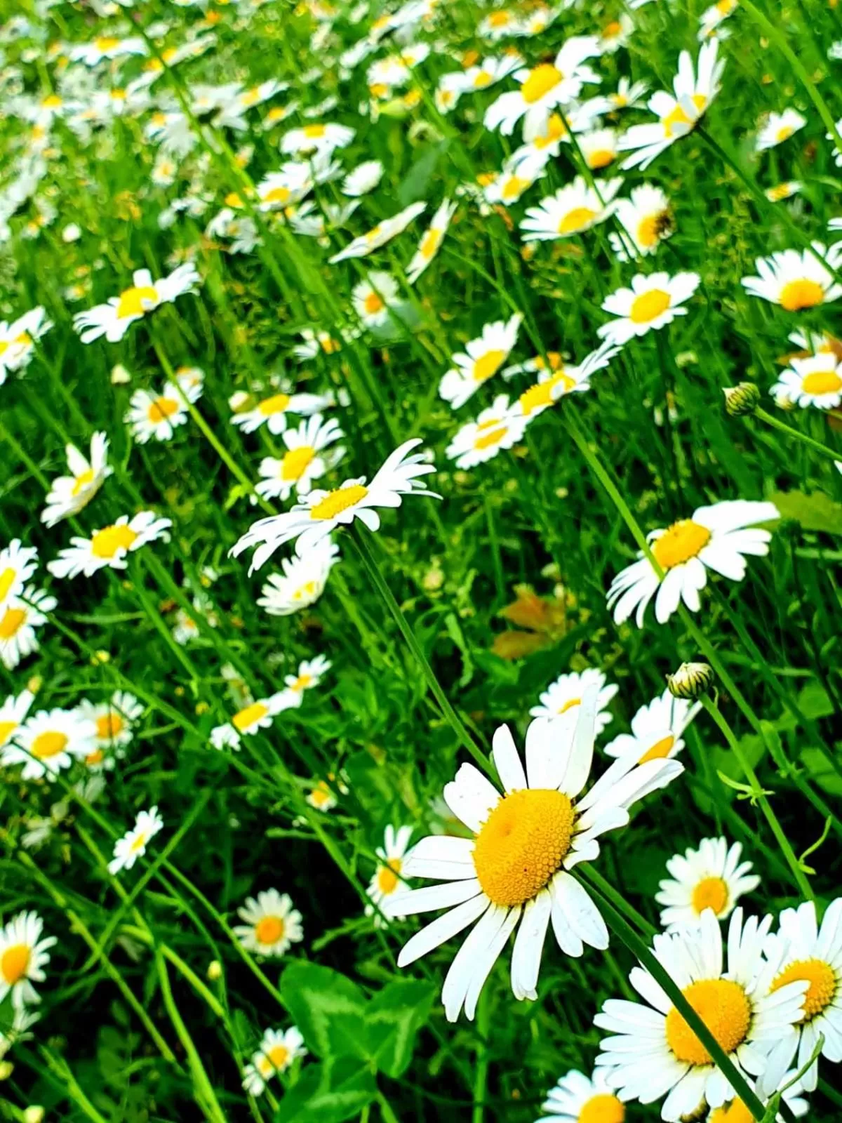 Spring in Guest House Ijevan's Garden