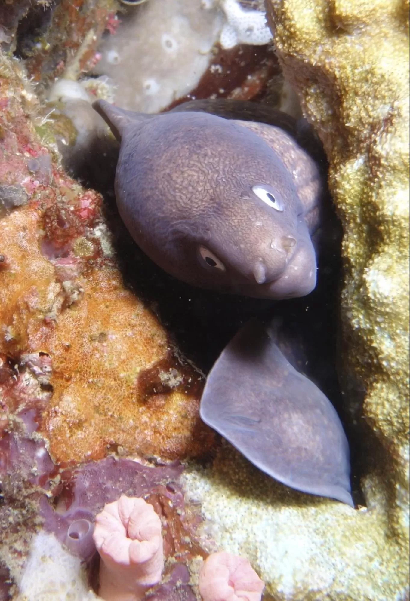 Diving in Punta Bulata White Beach Resort & Spa