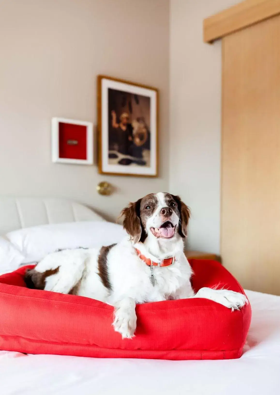 Pets in Virgin Hotels Nashville