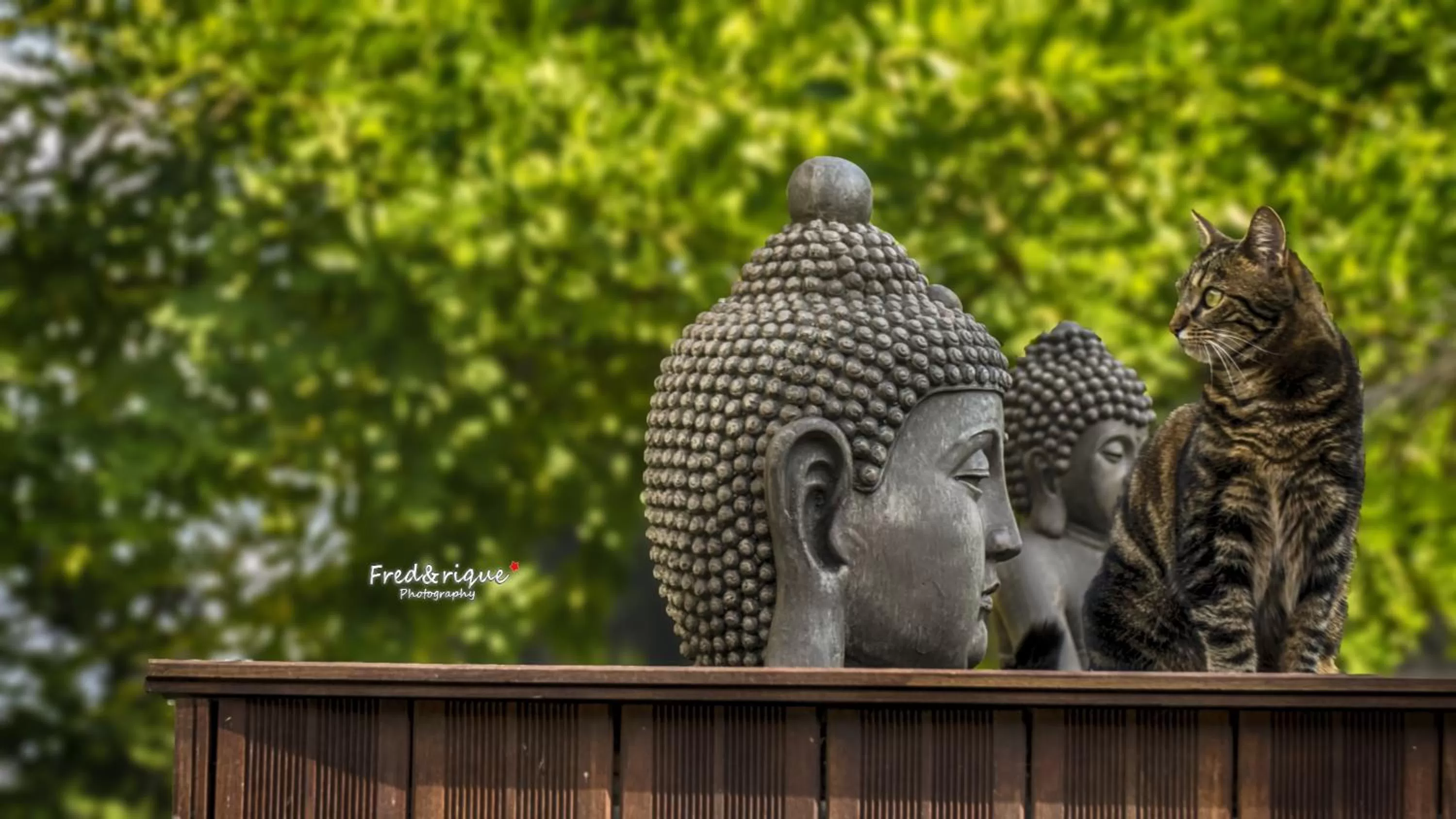 Pets in Villa La Clef Des Champs