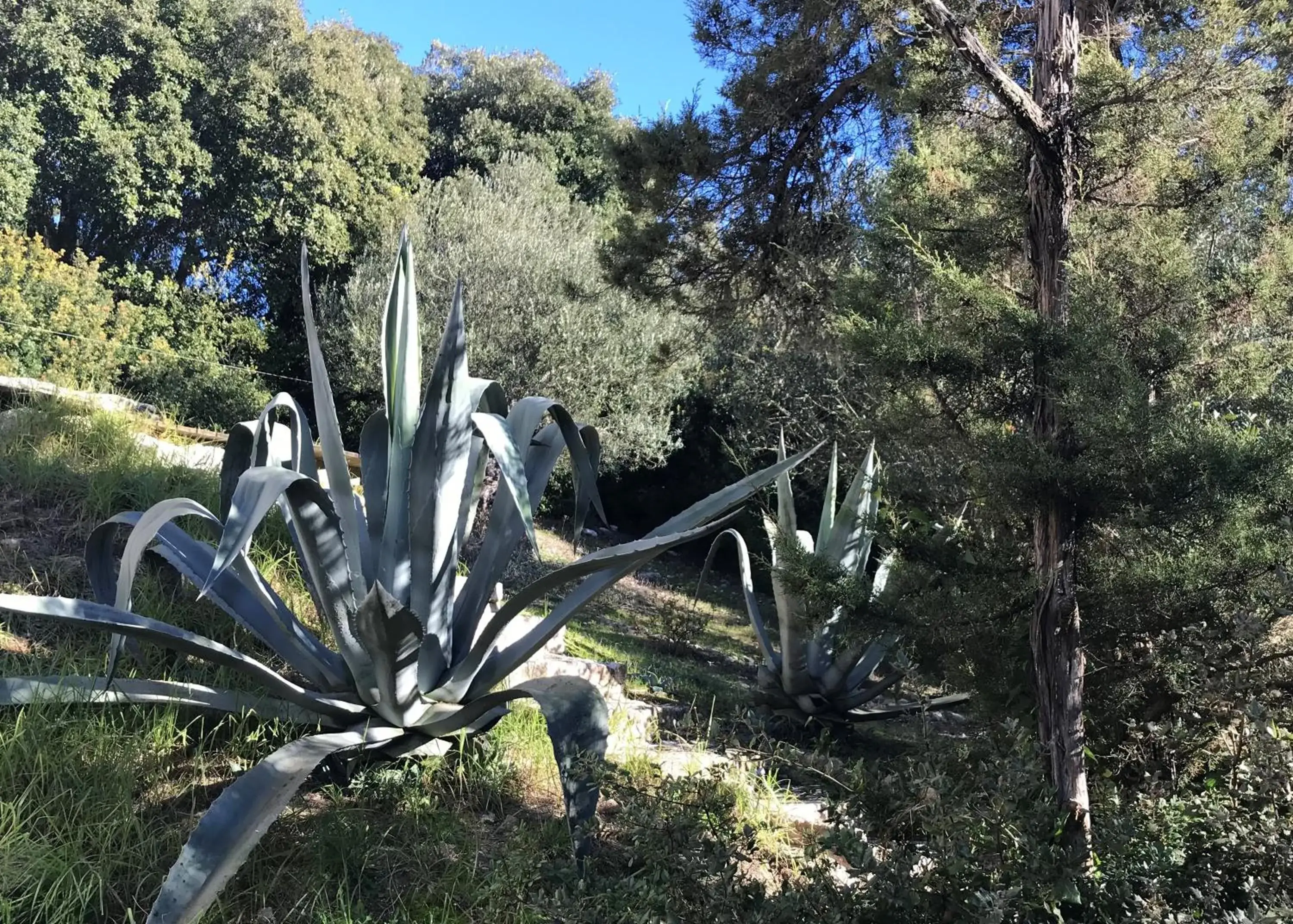 Garden in Résidence hôtelière A TRAMA