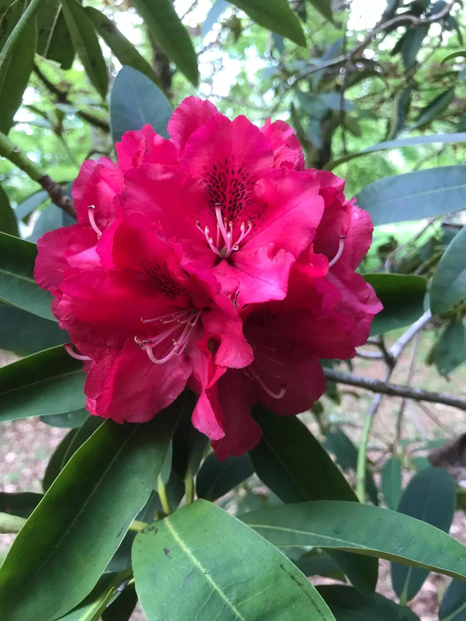 Garden in Beryl Country House