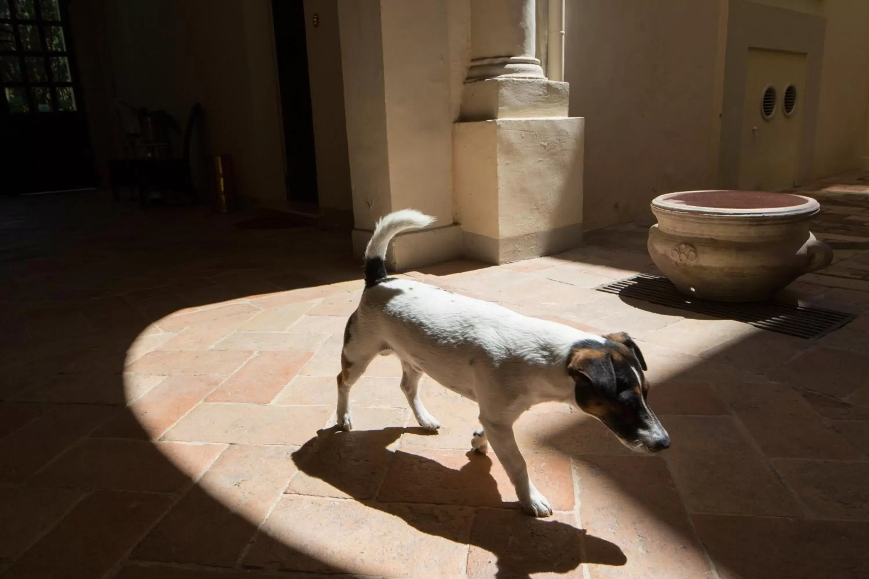 Pets in Palazzo Rotati