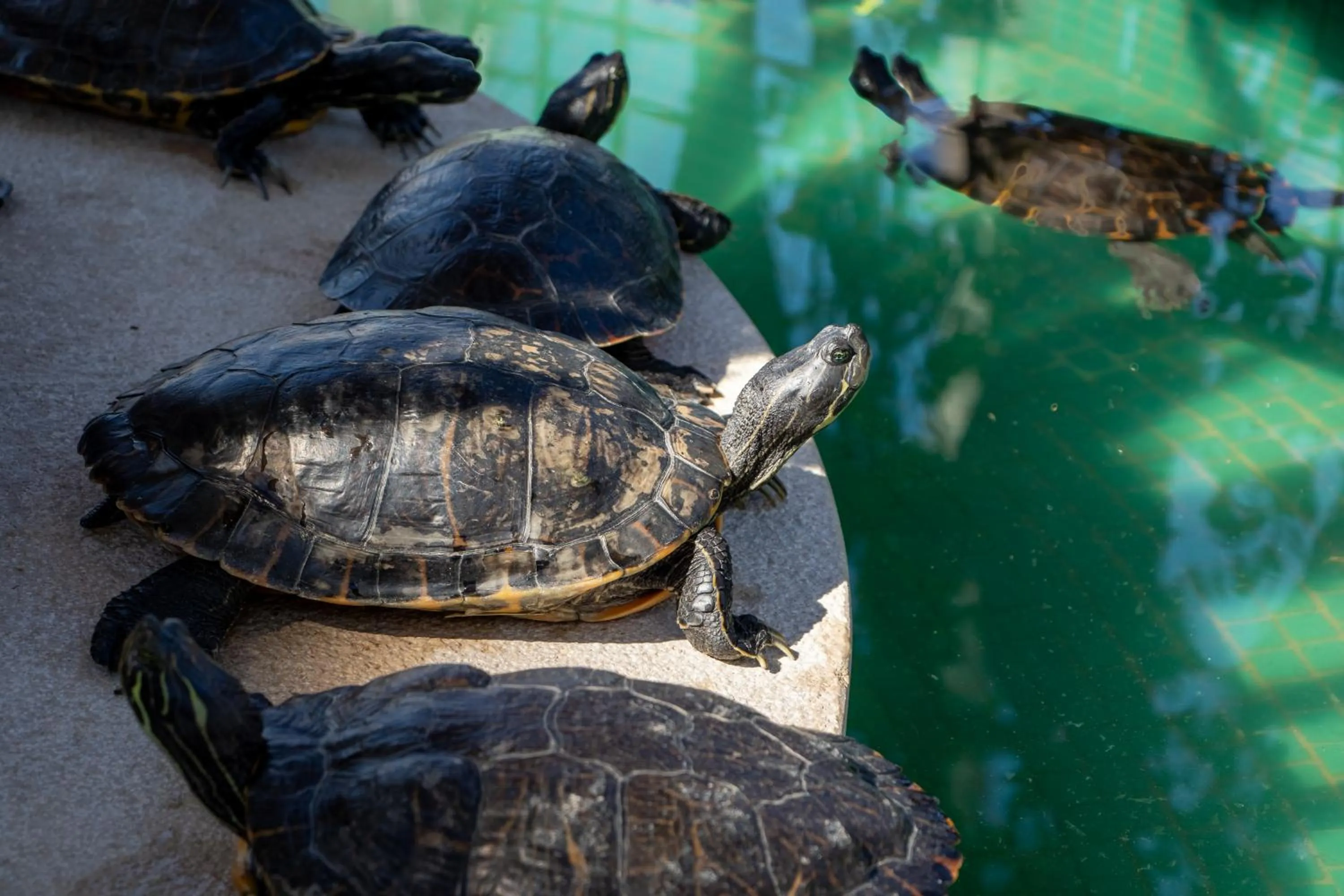 Garden in Hotel Los Ángeles Denia