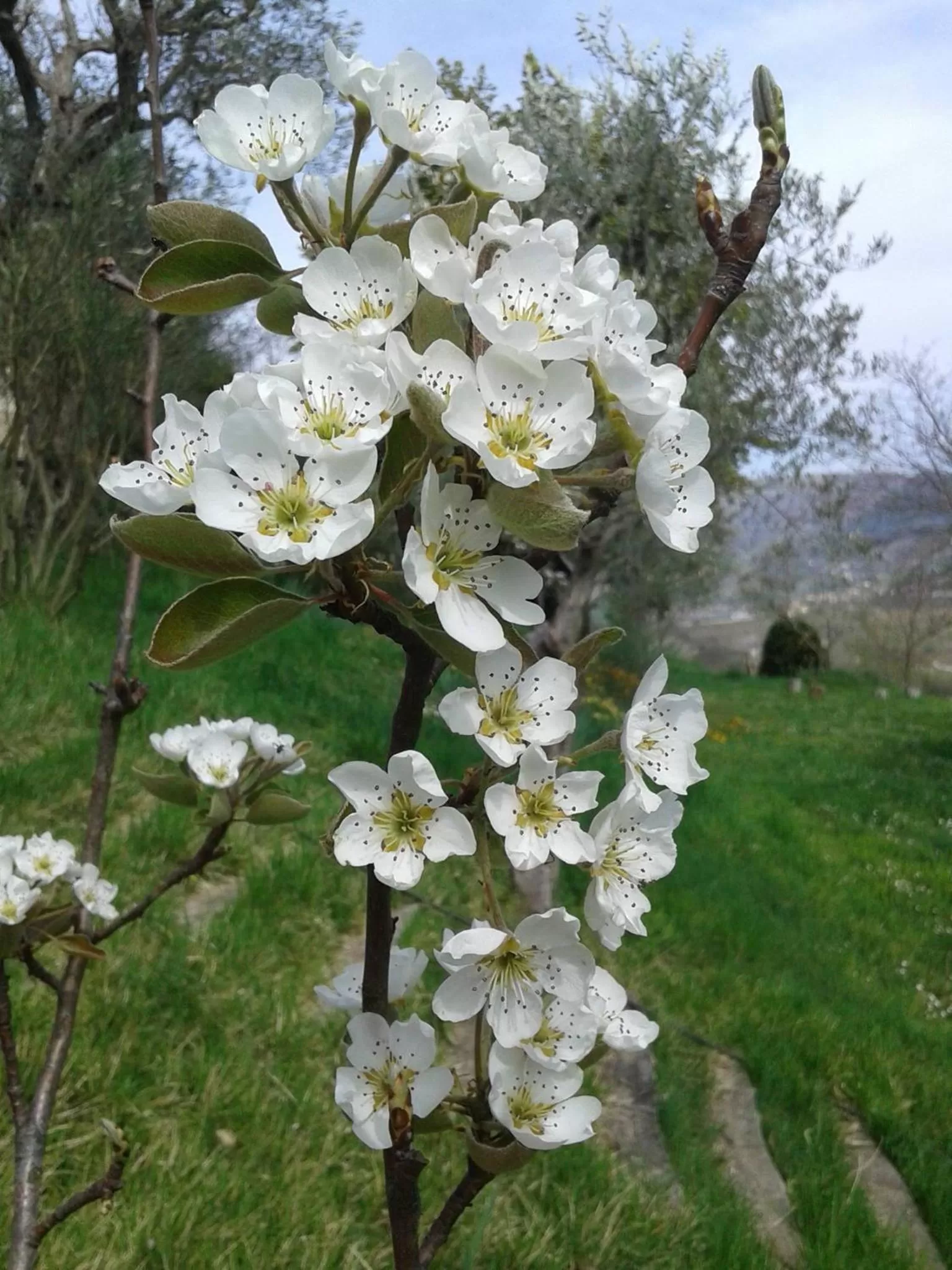 Garden in Borgo Castello Panicaglia