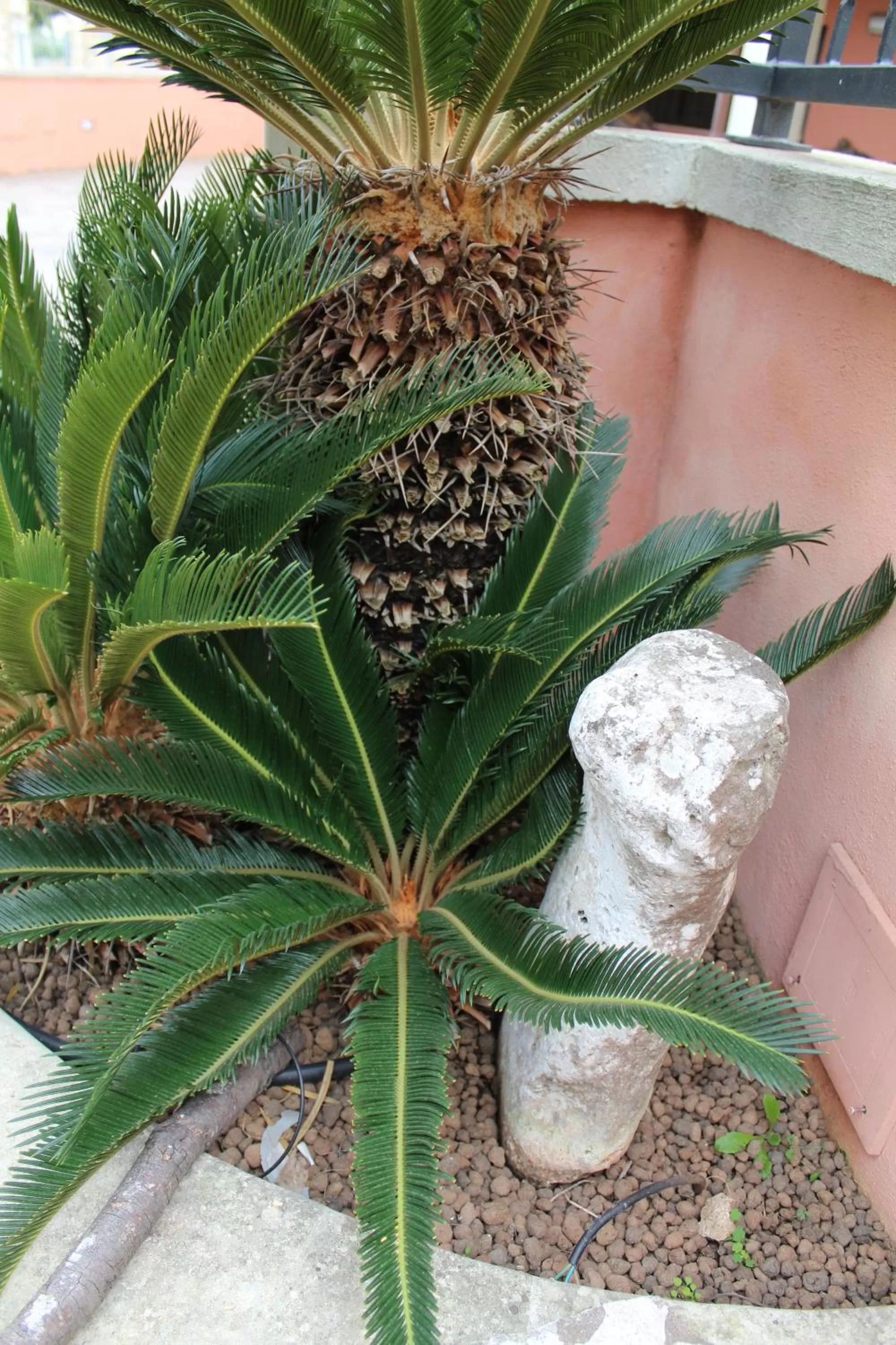 Inner courtyard view in B&B San Vito