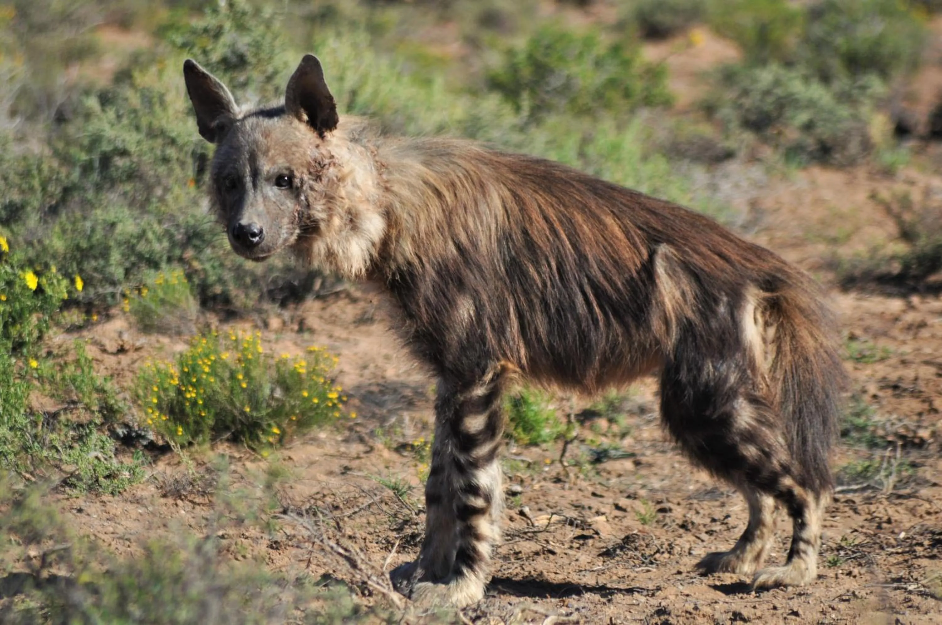 Animals in Sanbona Wildlife Reserve