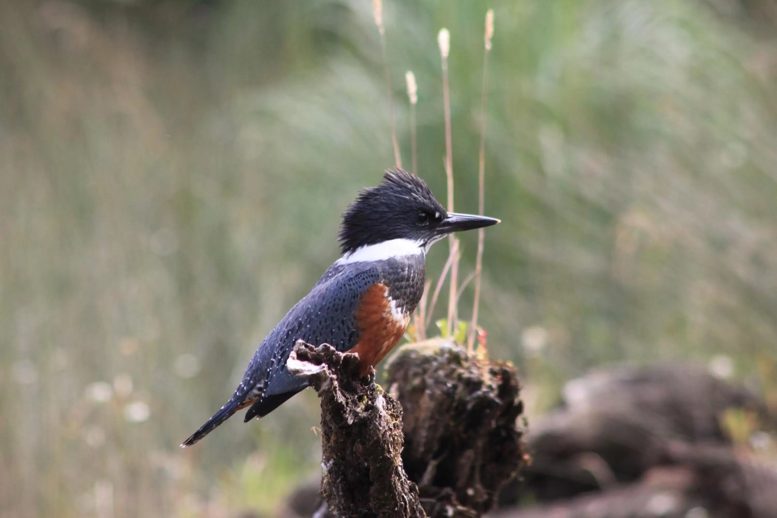 Other, Other Animals in Posada Queulat