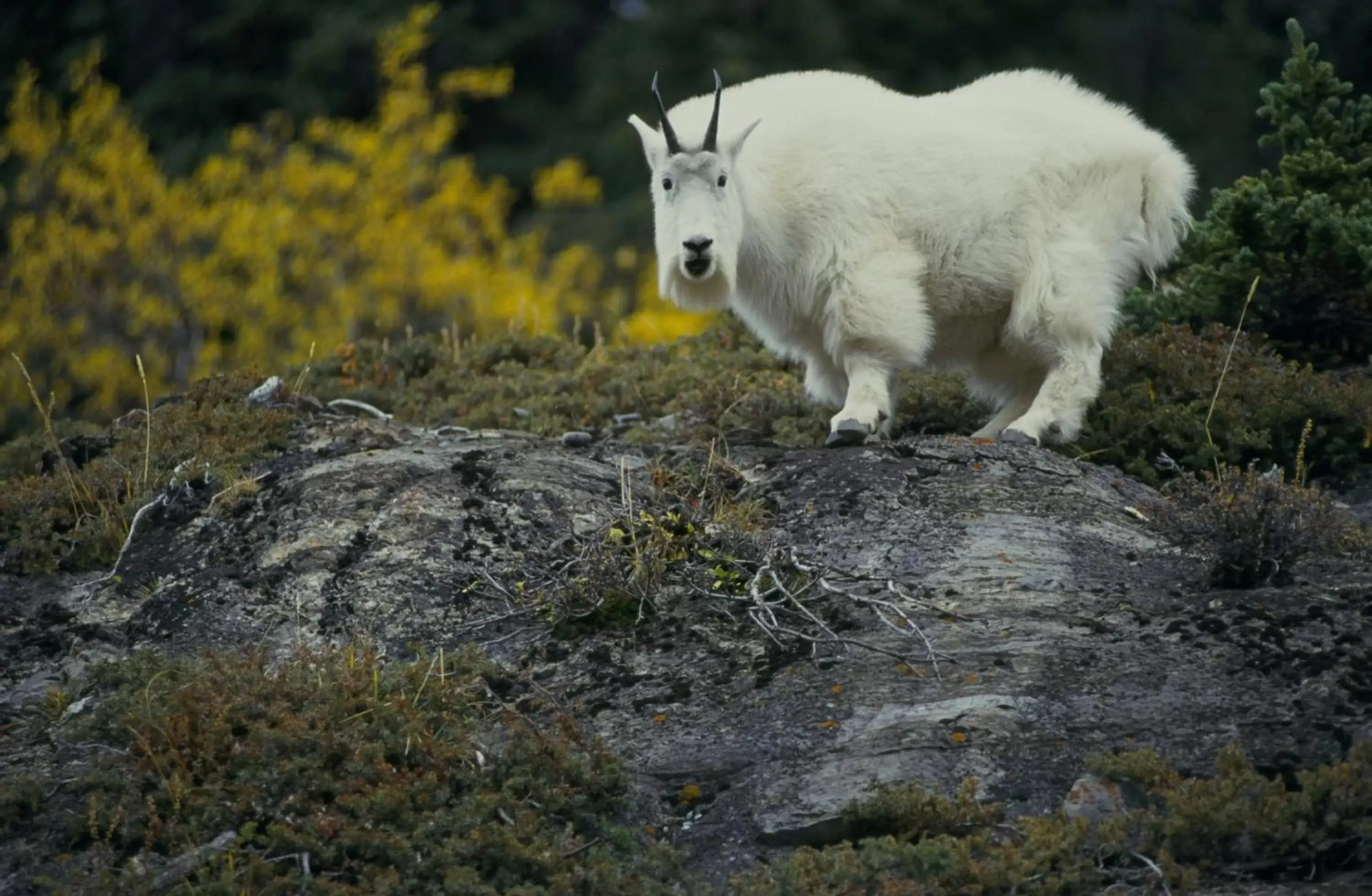 Spring, Other Animals in Falcon Crest Lodge by CLIQUE