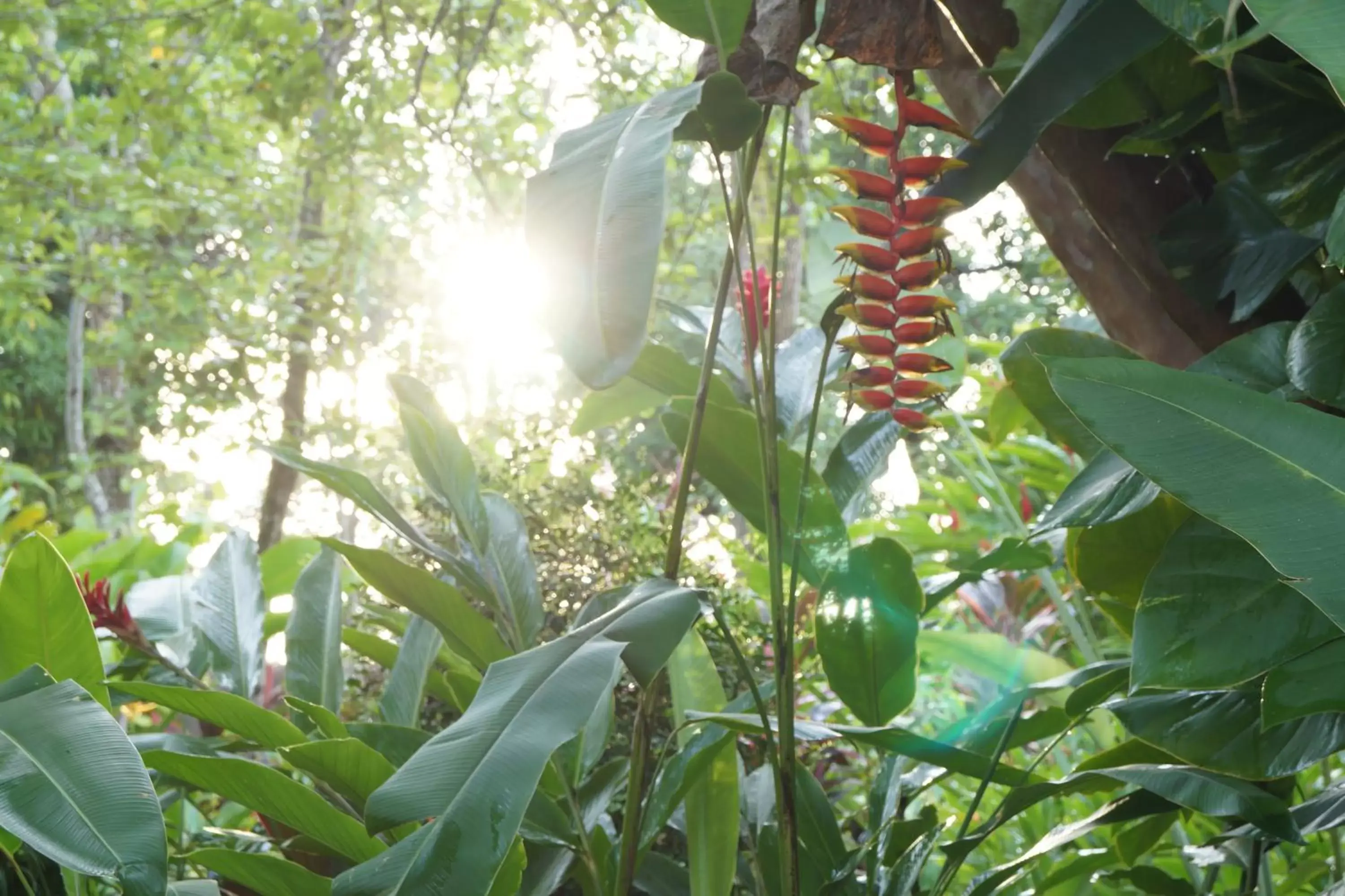 Natural landscape, Garden in Hotel La Aldea del Halach Huinic