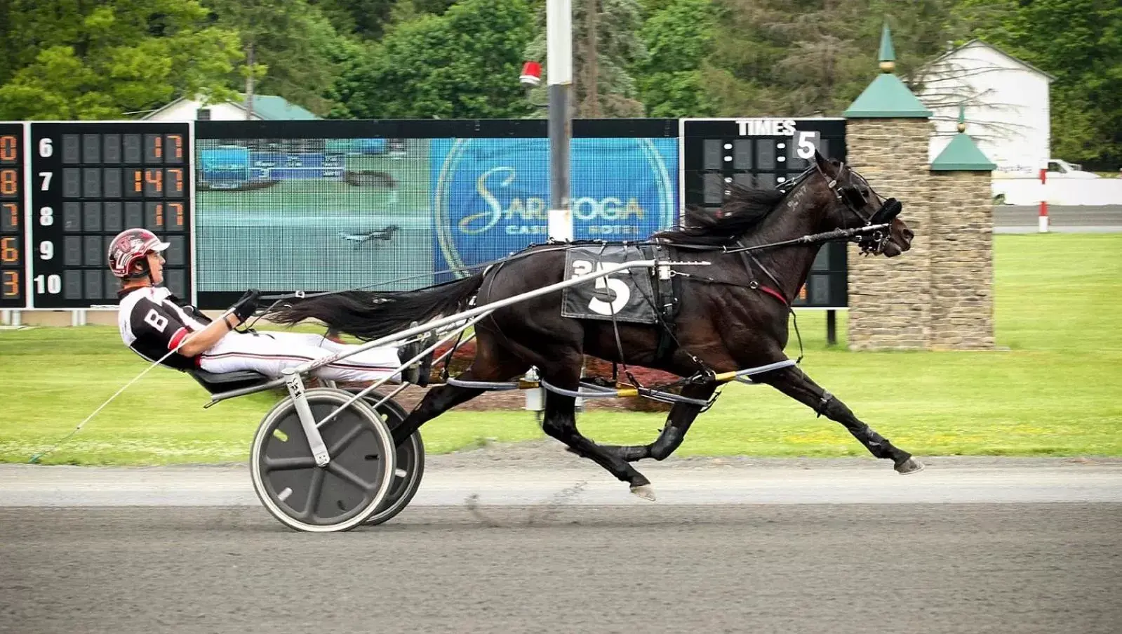 Entertainment, Other Animals in Saratoga Casino Hotel