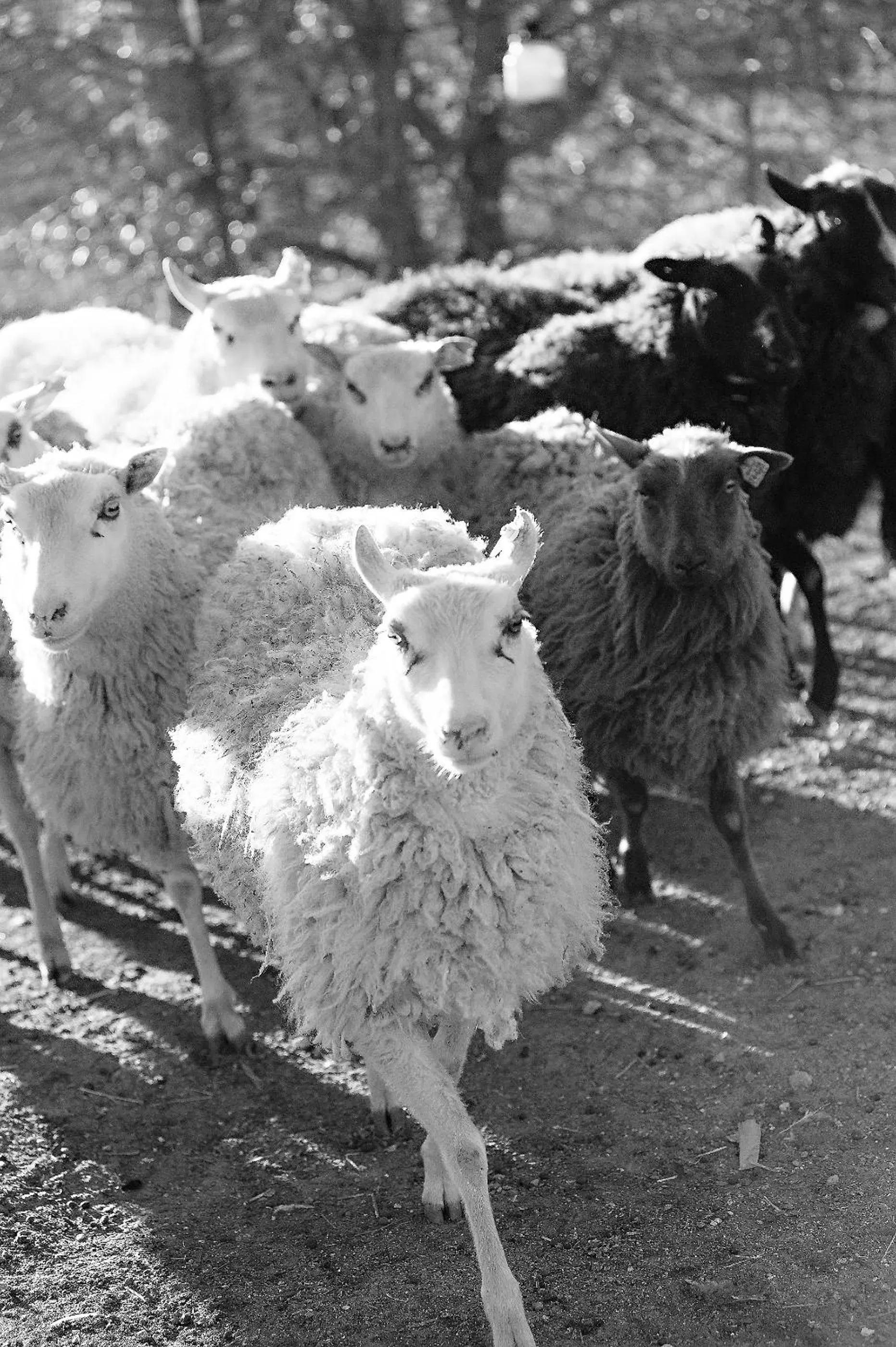 Other Animals in Rêves de Moutons