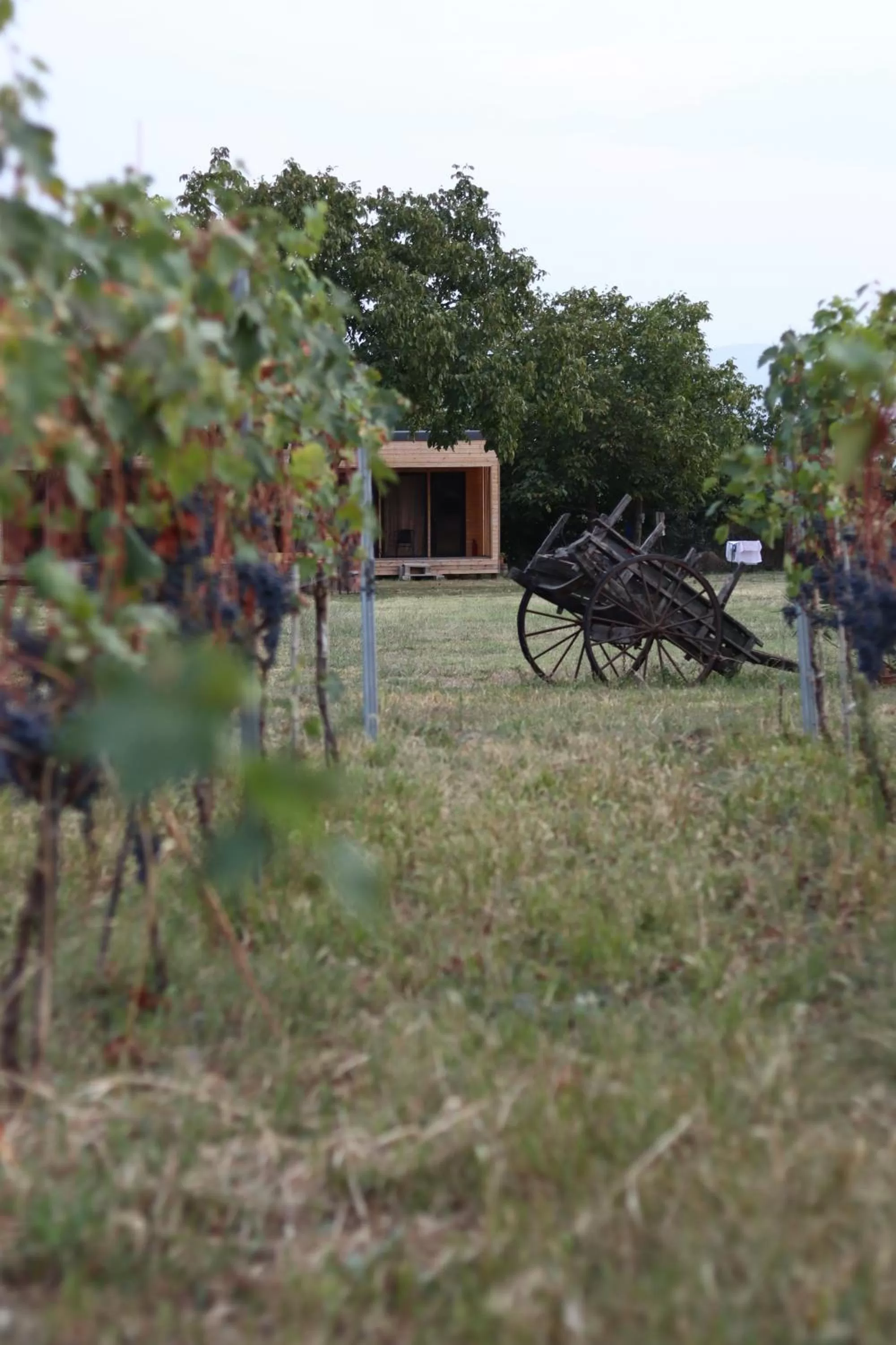 Property building in Chubini Winery & Cabins