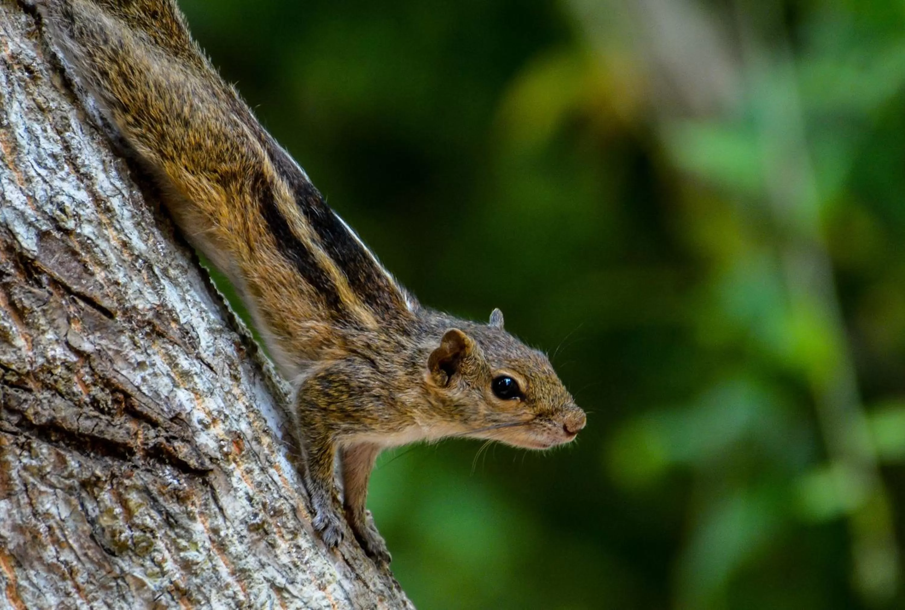 Animals in Elegant Hotel