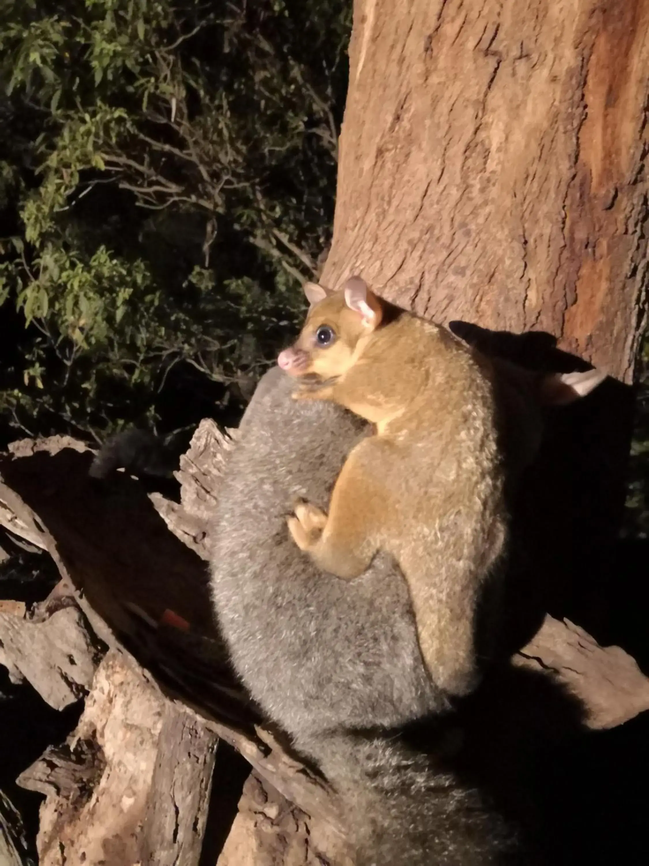 Other Animals in Kalimna Woods Cottages