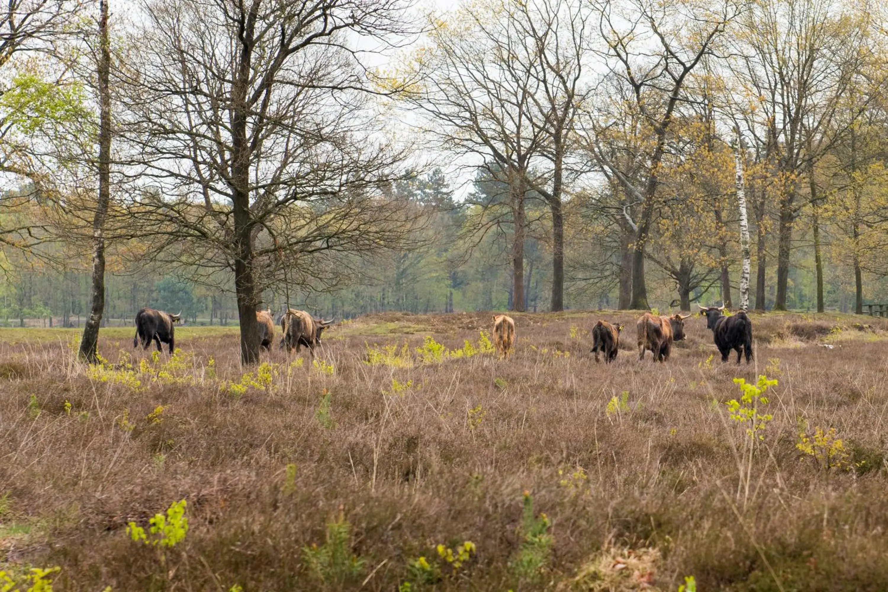 Area and facilities, Other Animals in Fletcher Hotel-Restaurant Oss