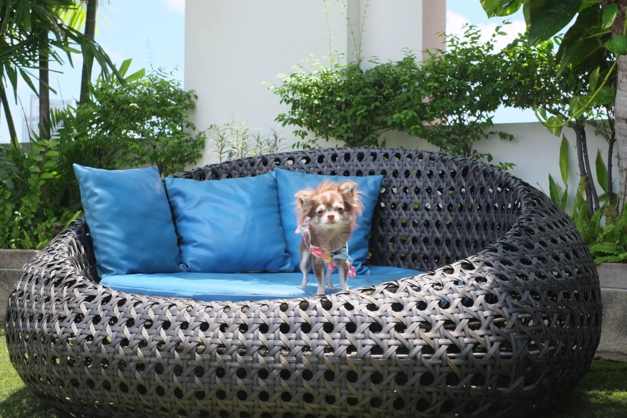 Pets in Grand Mercure Bangkok Asoke Residence