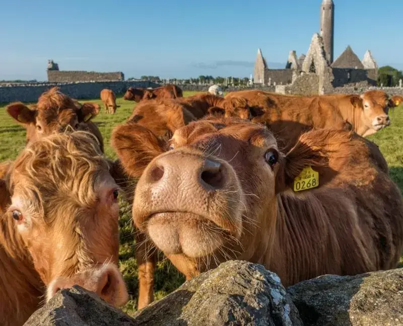 Other Animals in Naomh Colman B&B