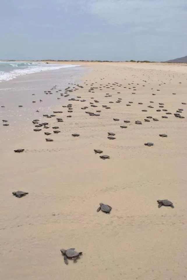 Natural landscape in B&B Sereia Azul Boa Vista