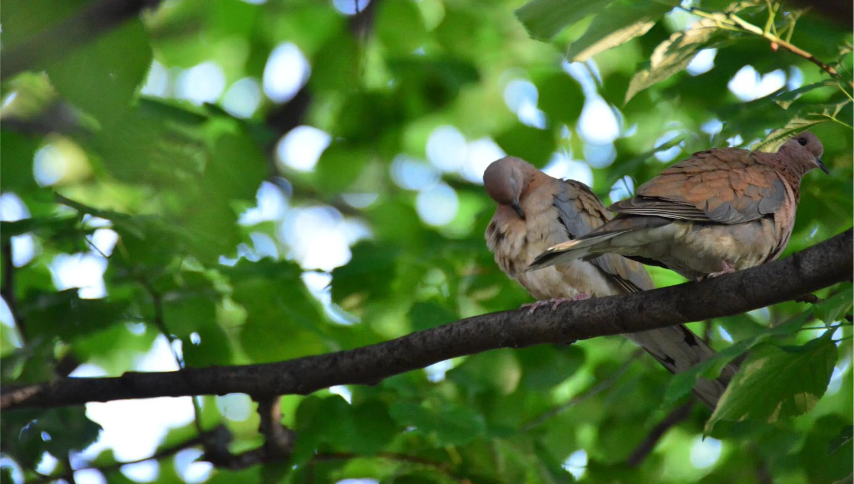 Garden in Kitapevi Hotel