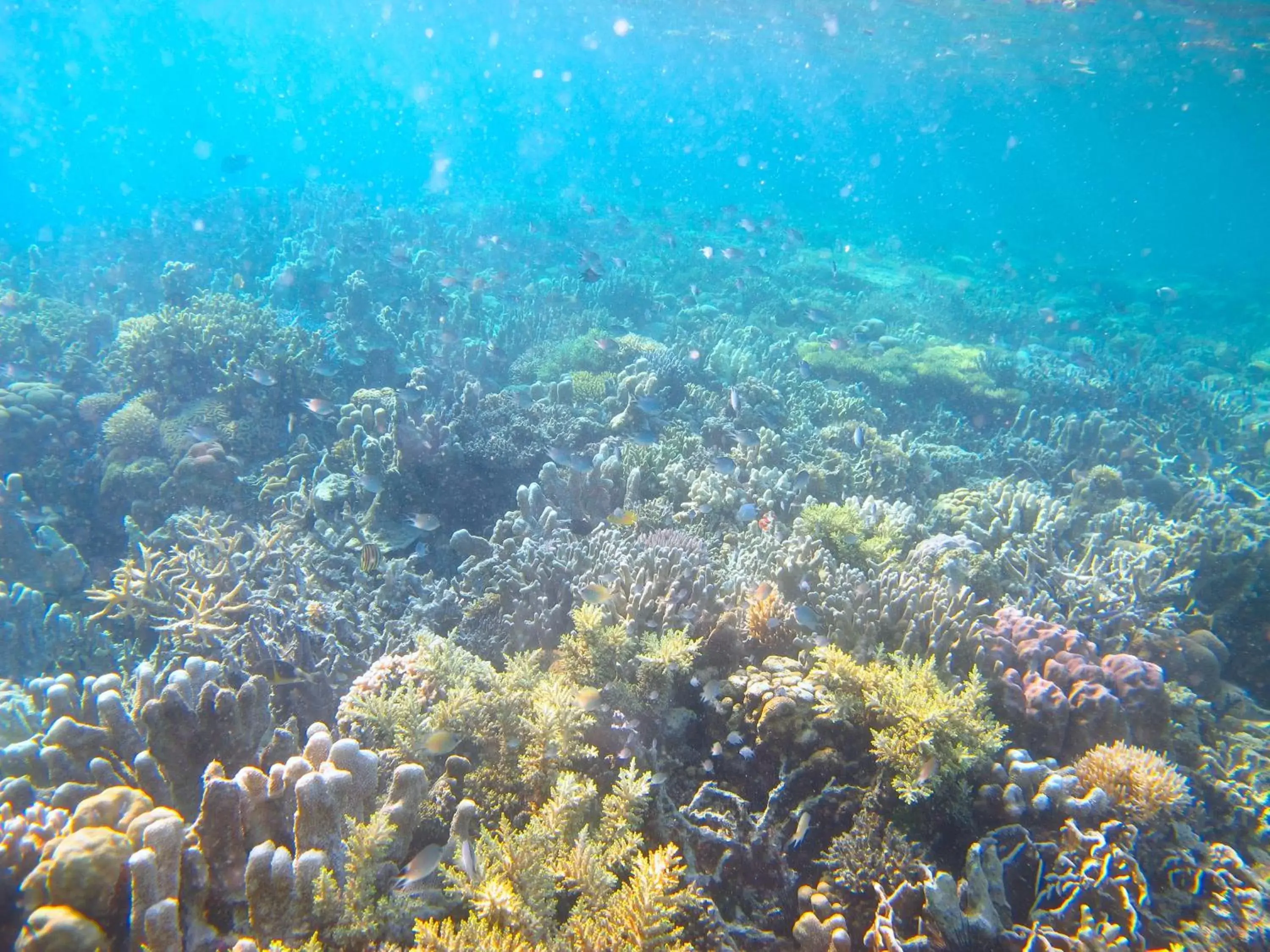 Natural landscape, Bird's-eye View in Chindonan Dive Resort