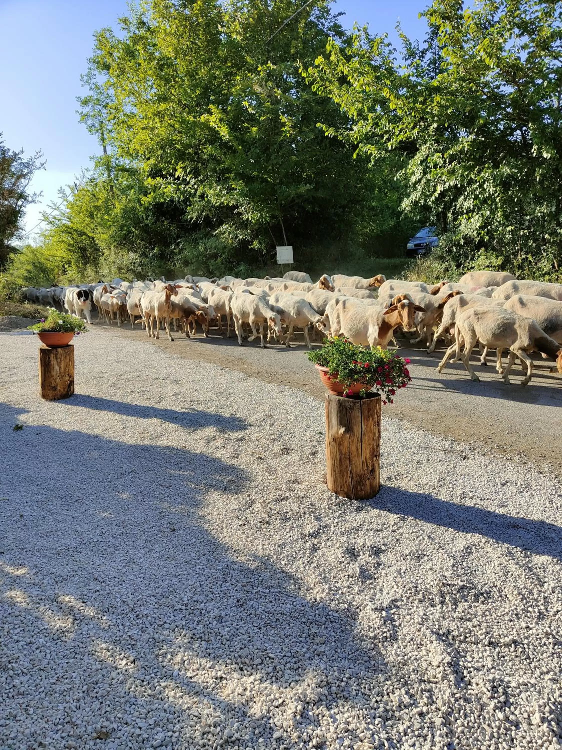 Animals in Casale dei ricordi