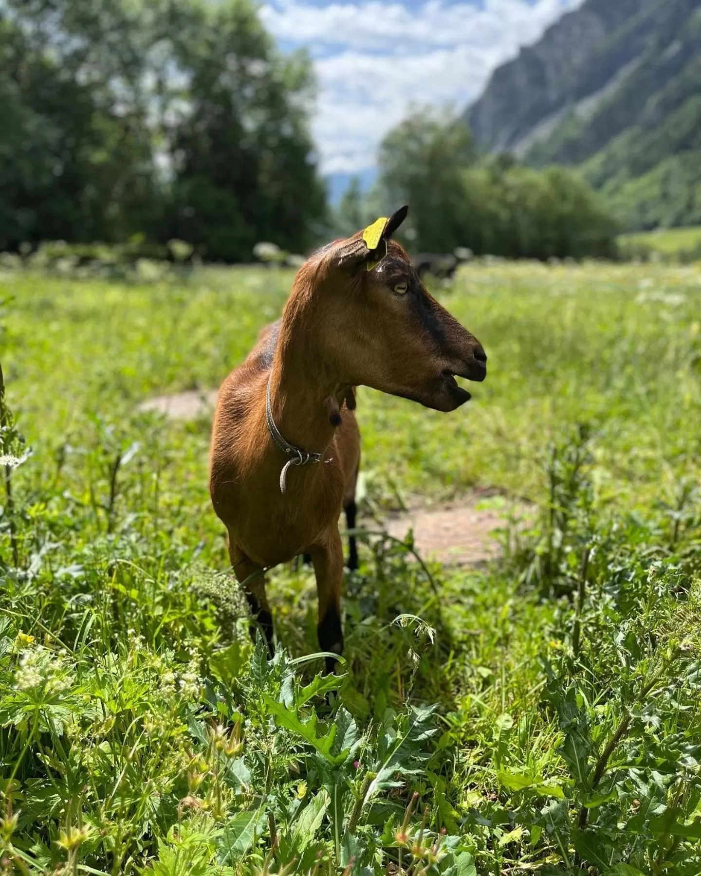 Animals in Hotel La Grange - Animal Chic Hotel