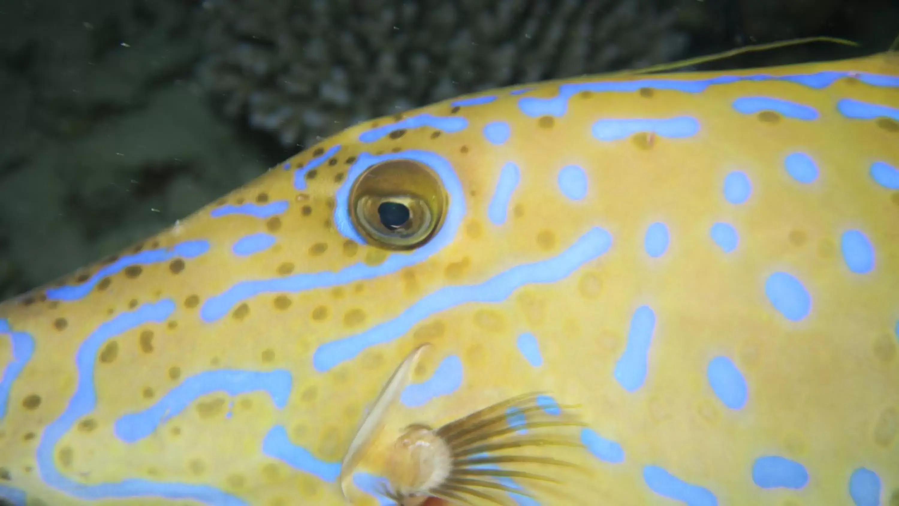 Snorkeling, Other Animals in Coral Sun Beach