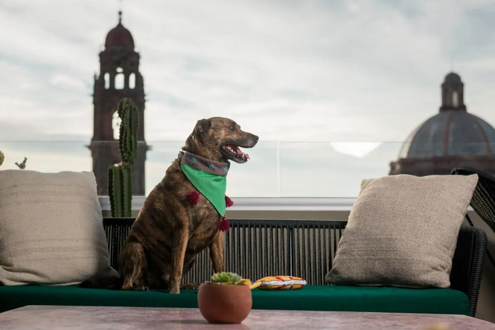 Lounge or bar, Pets in Casa Hoyos - Hotel Boutique