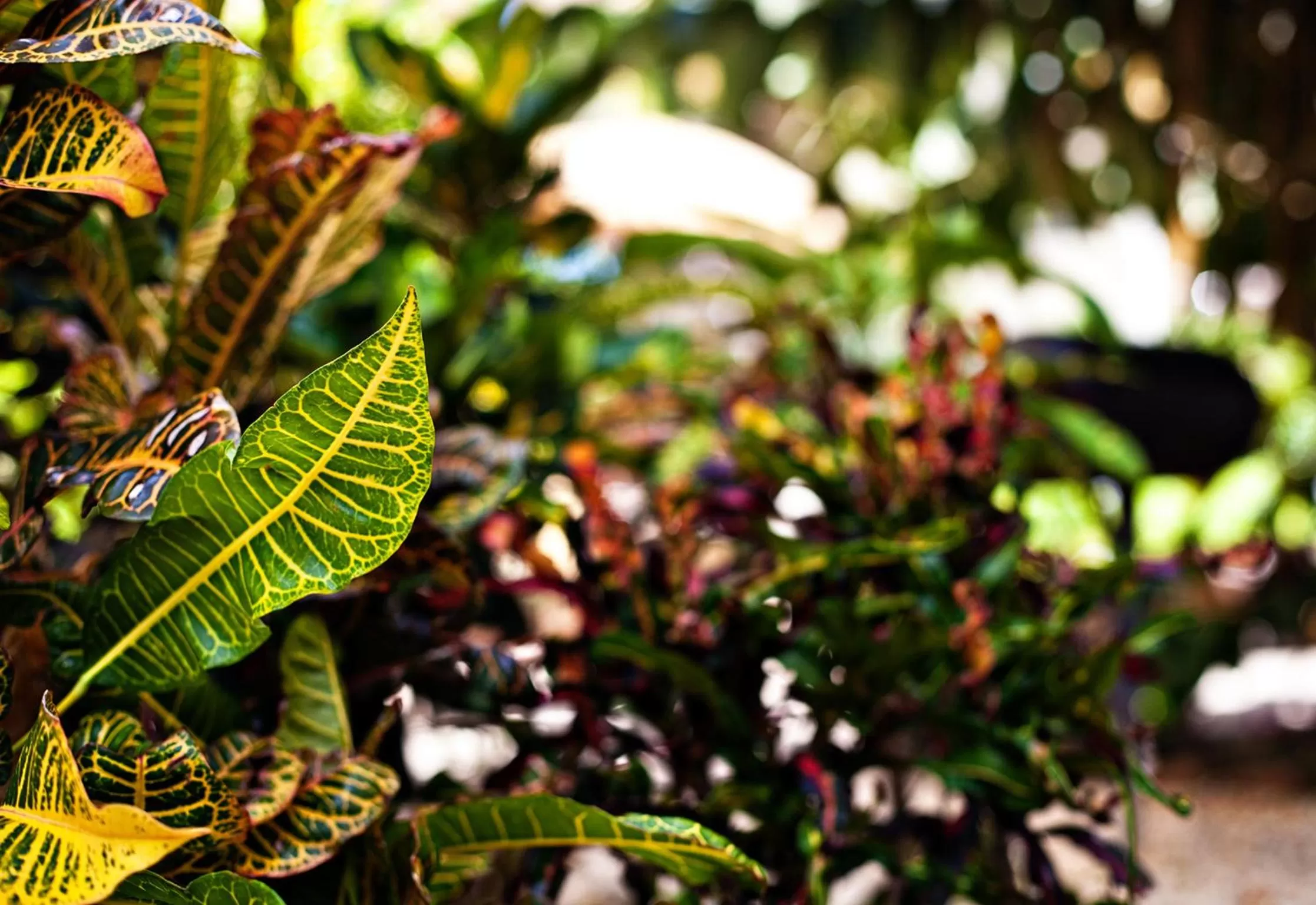 Garden view in Pelican Reef Villas Resort