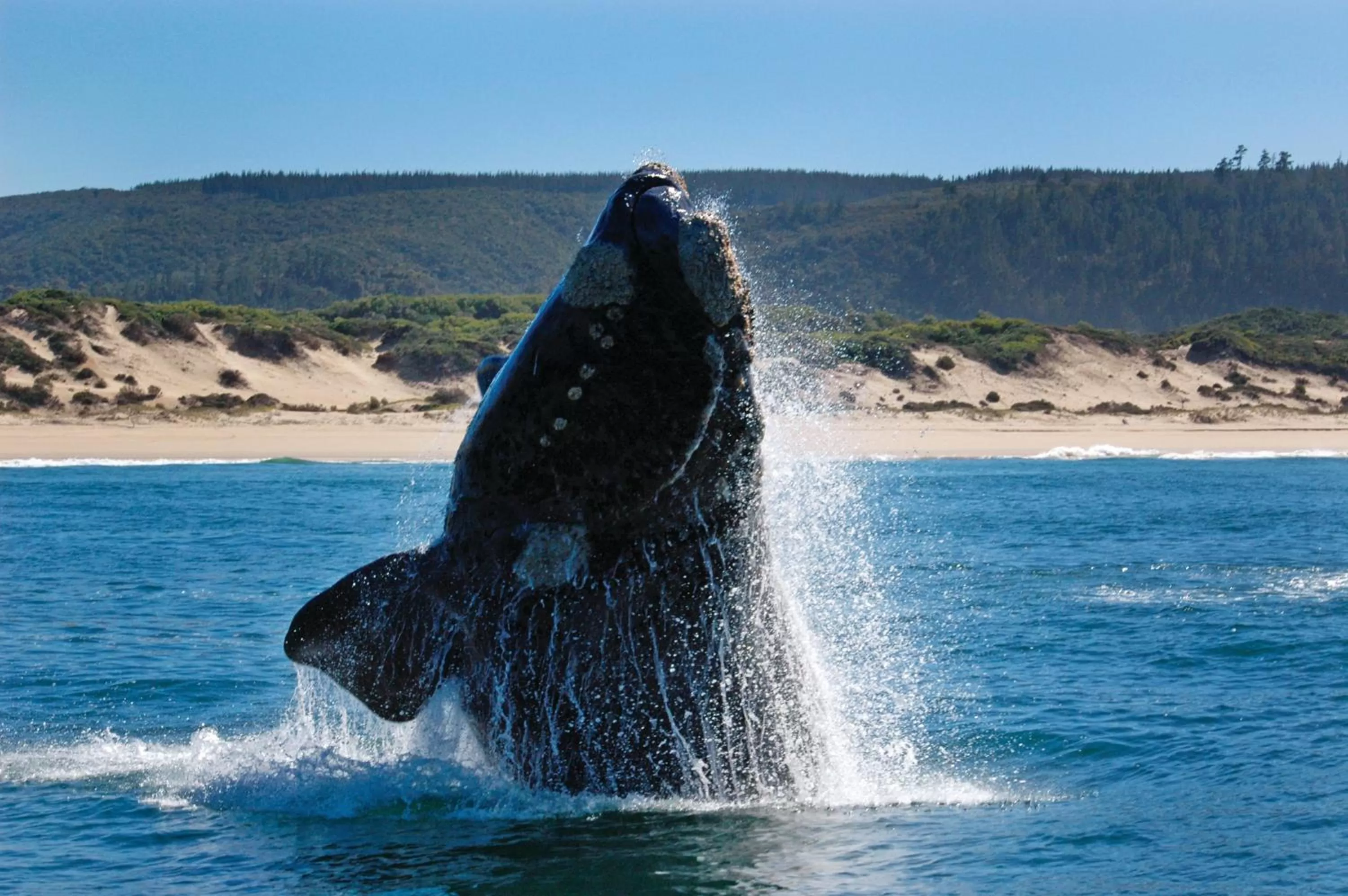Beach in Tsala Treetop Lodge