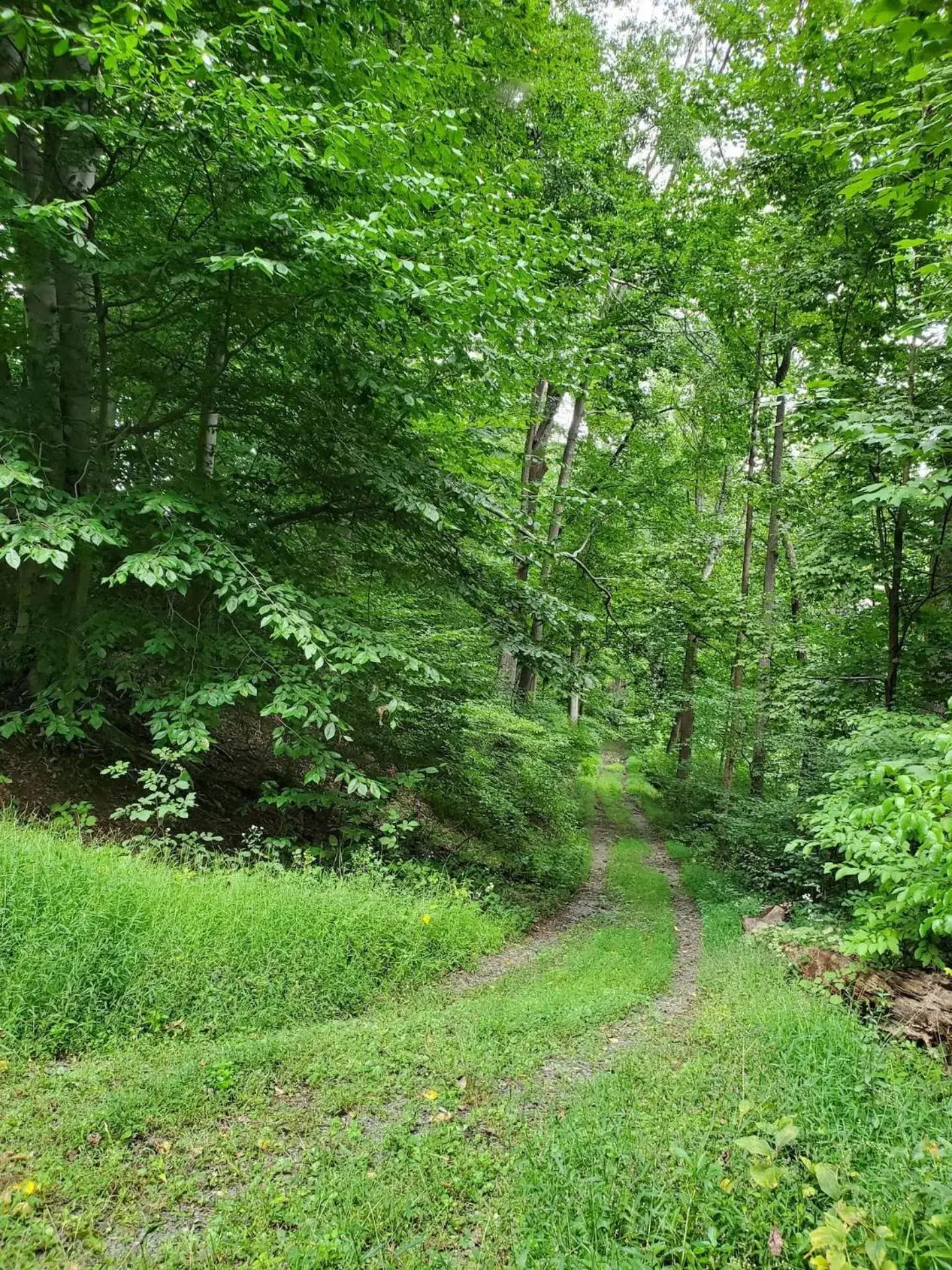 Natural landscape, Garden in Glenwood Inn & Conference Center