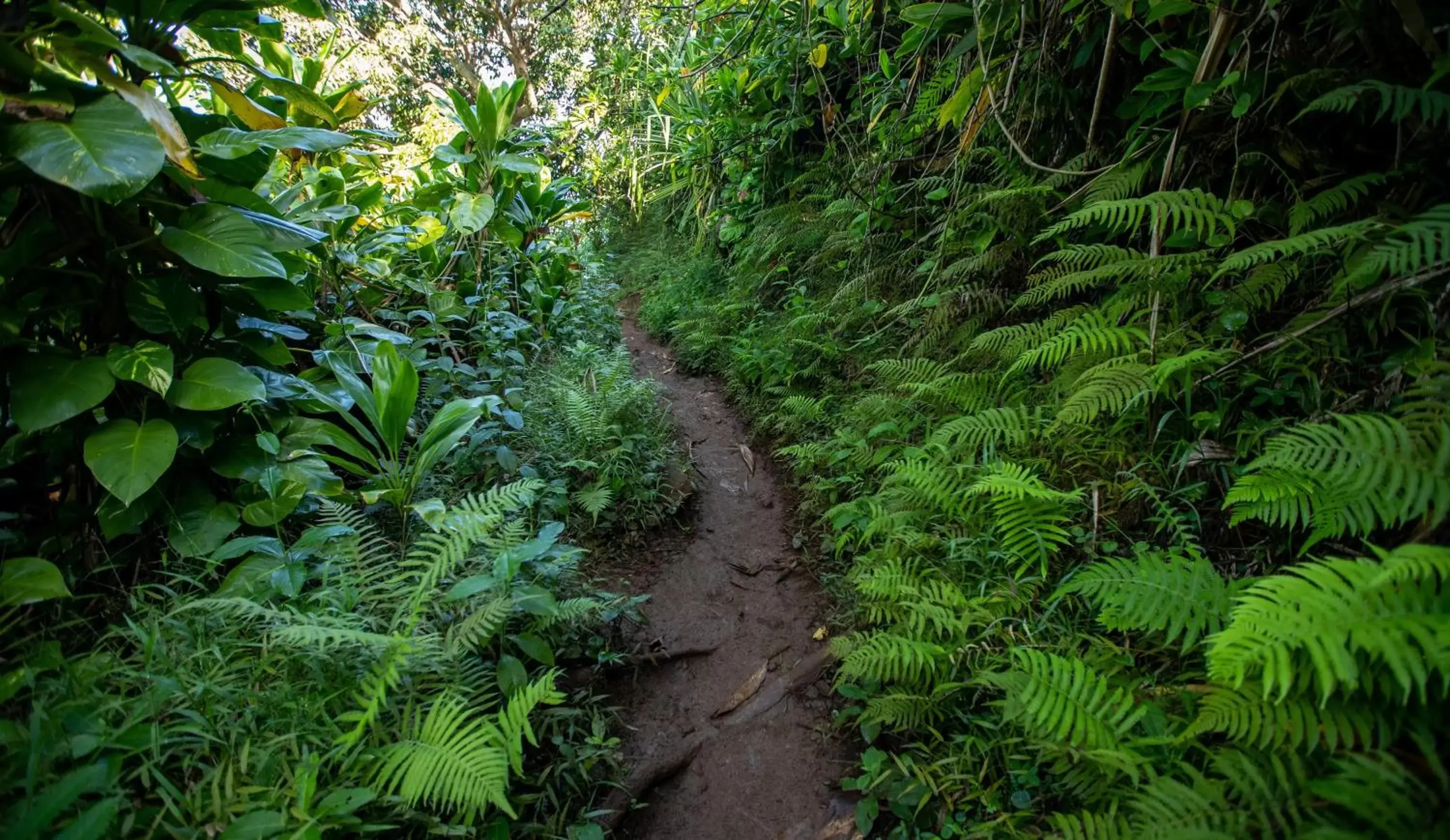 Natural landscape, Garden in Hanalei Colony Resort