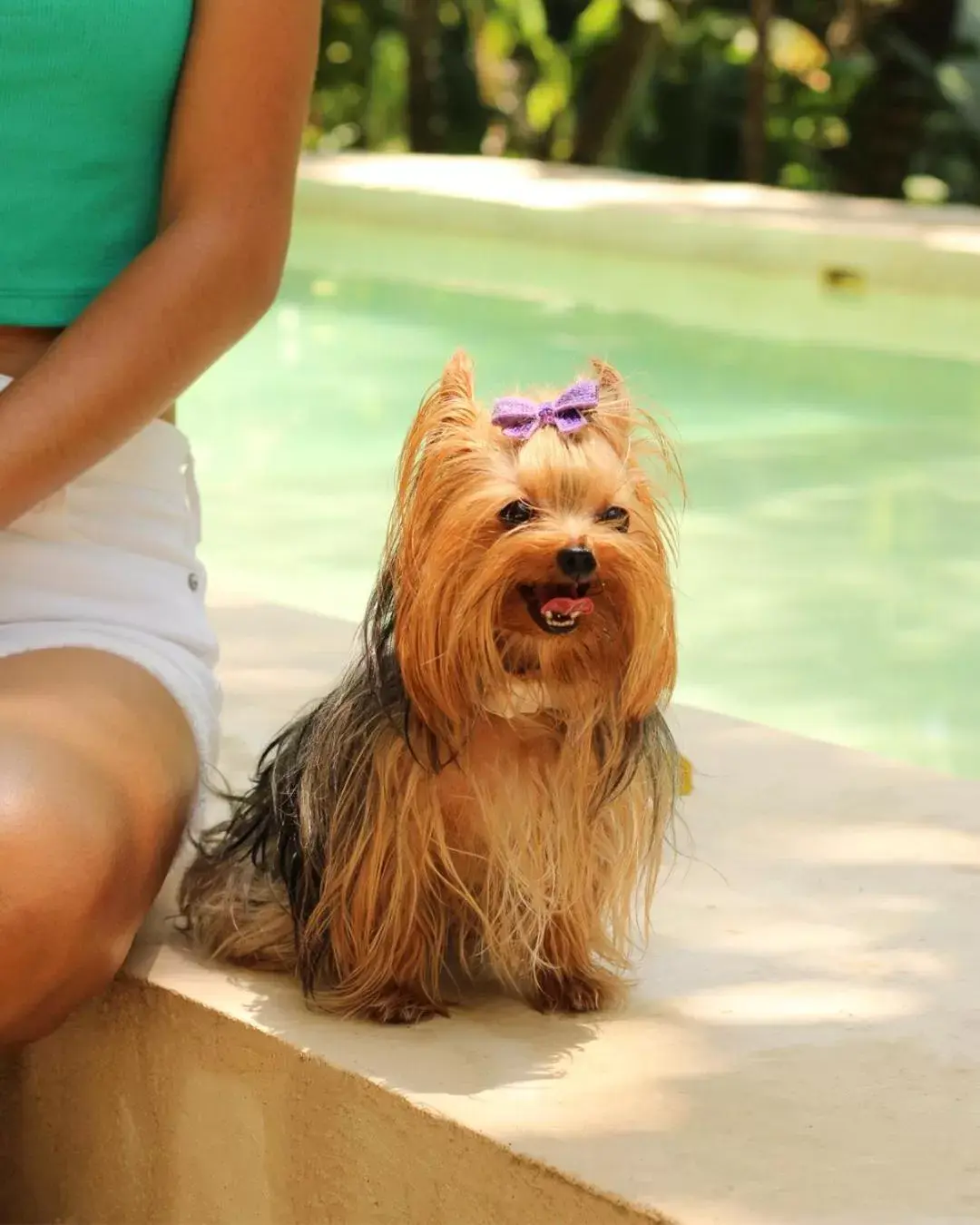 Pets in Piedra de Agua Palenque