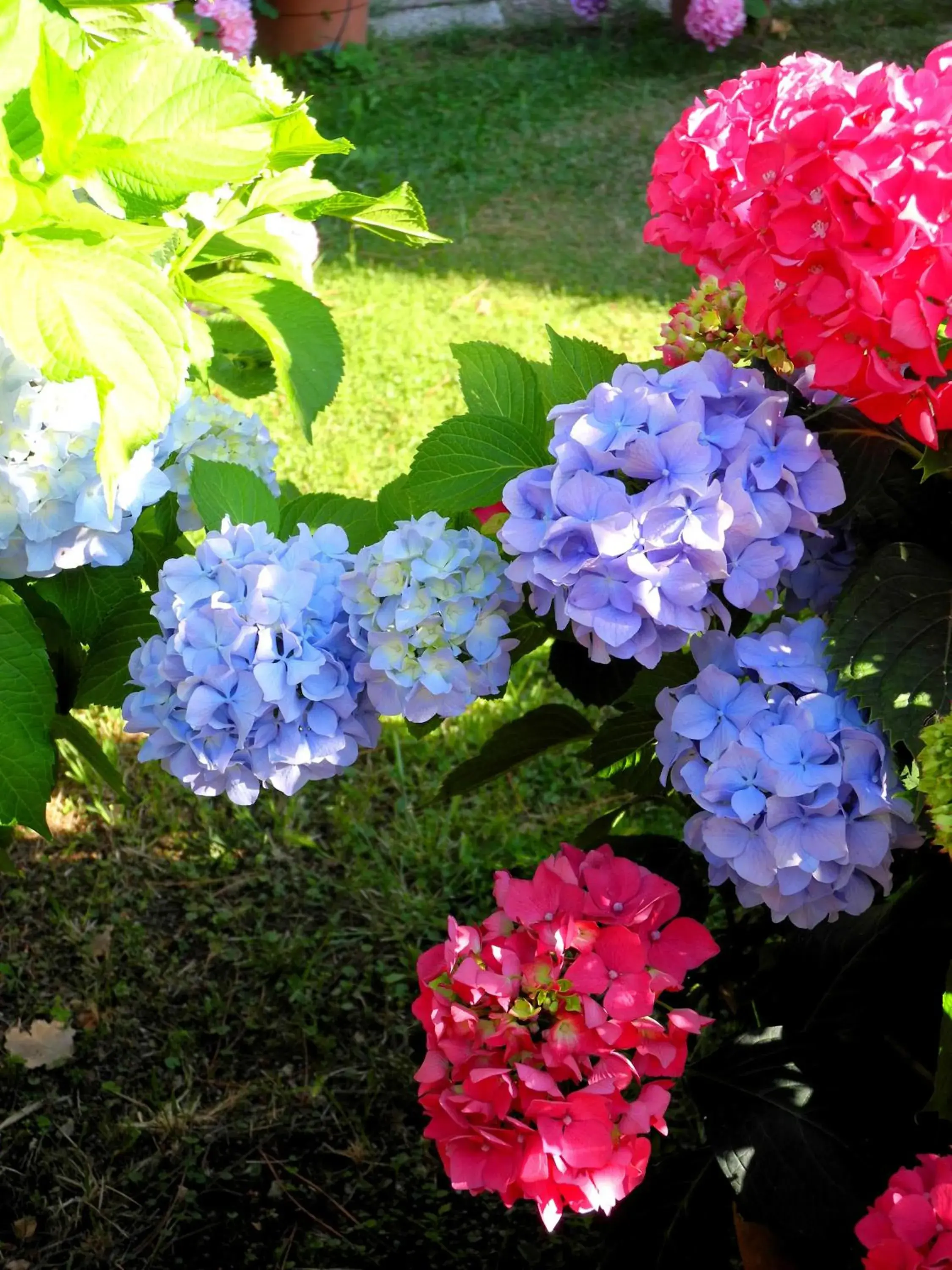 Garden in Hotel Le Renaie