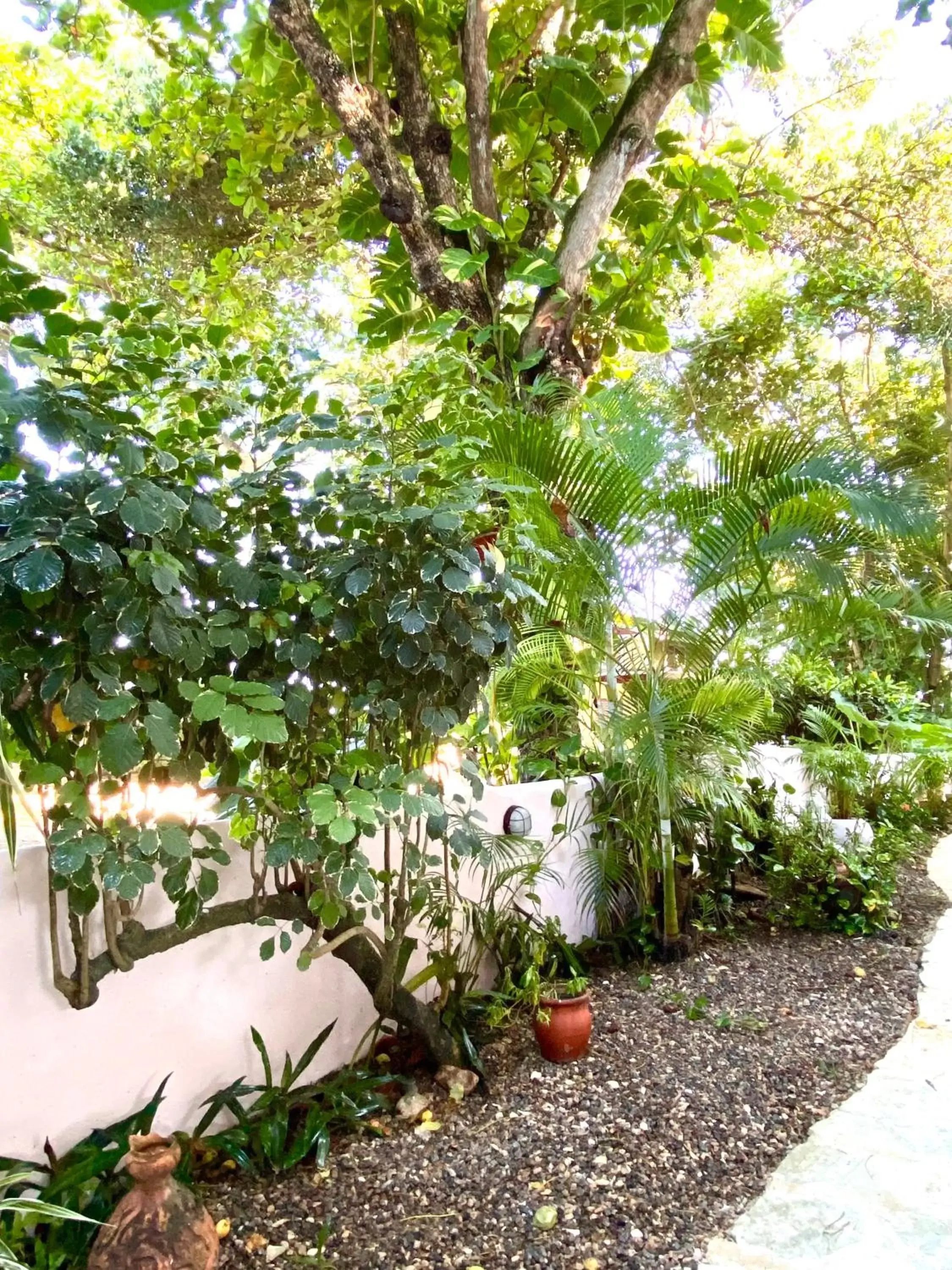 Garden in Hotel Alegria