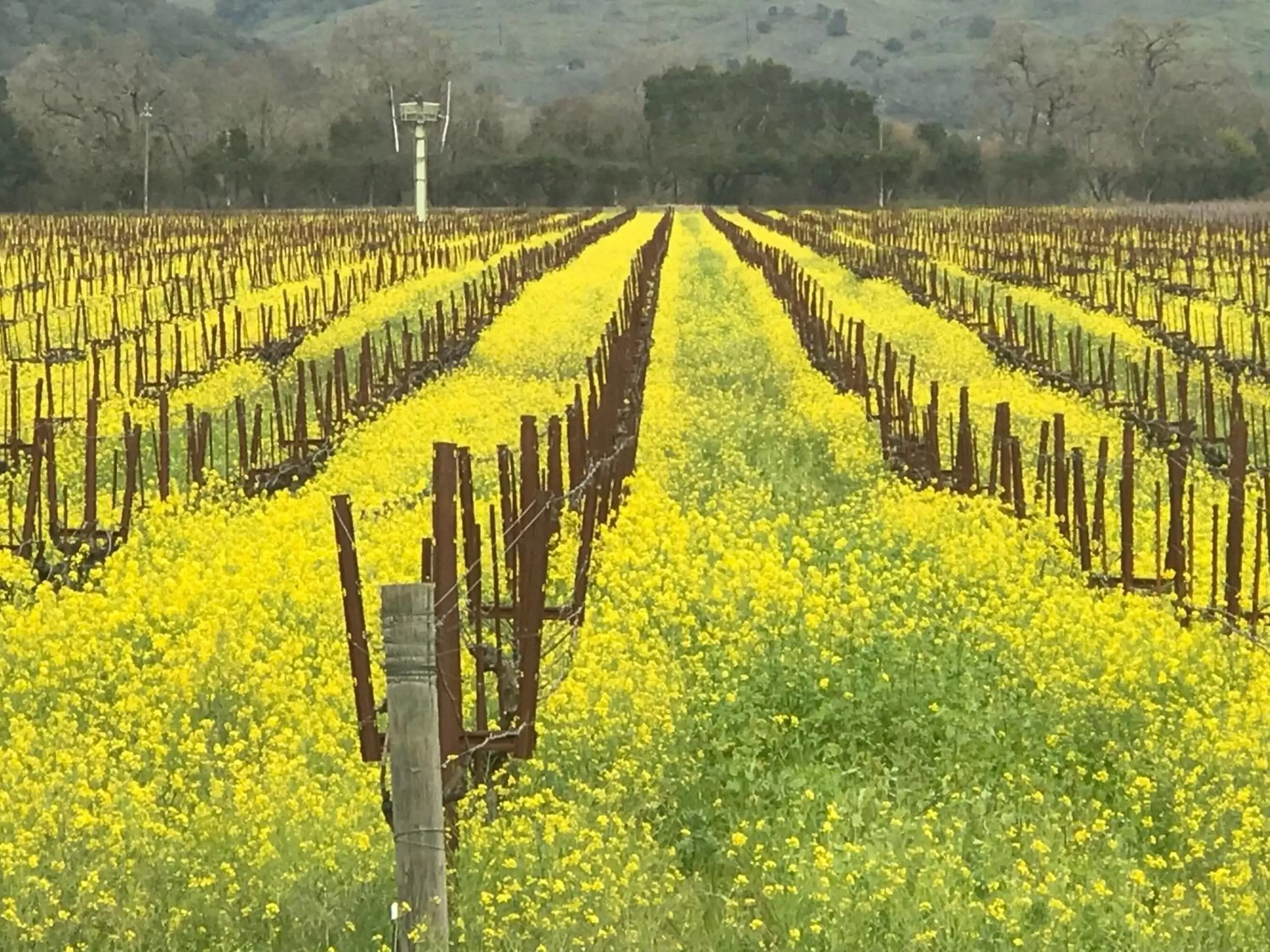 Winter in Chardonnay Lodge