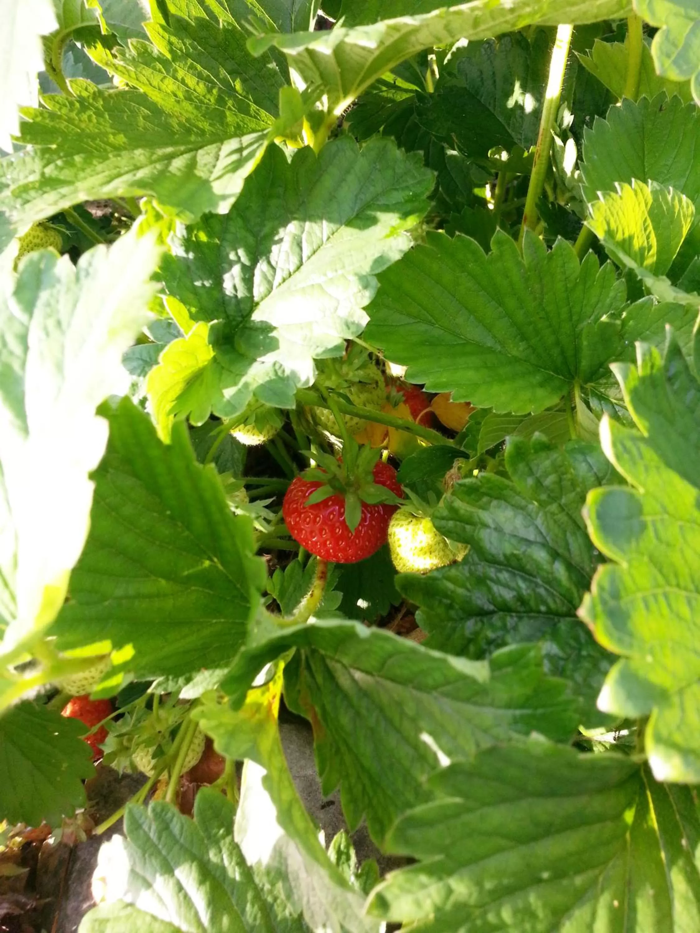 Garden in Ternhill Farm House - 5 Star Guest Accommodation with optional award winning breakfast