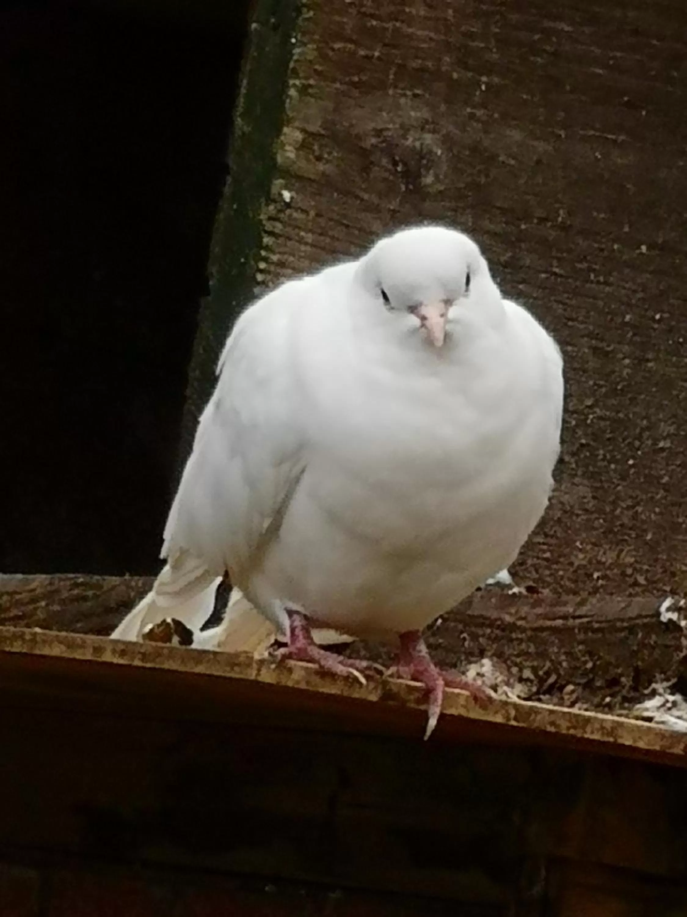 Other Animals in Domaine de la Borde