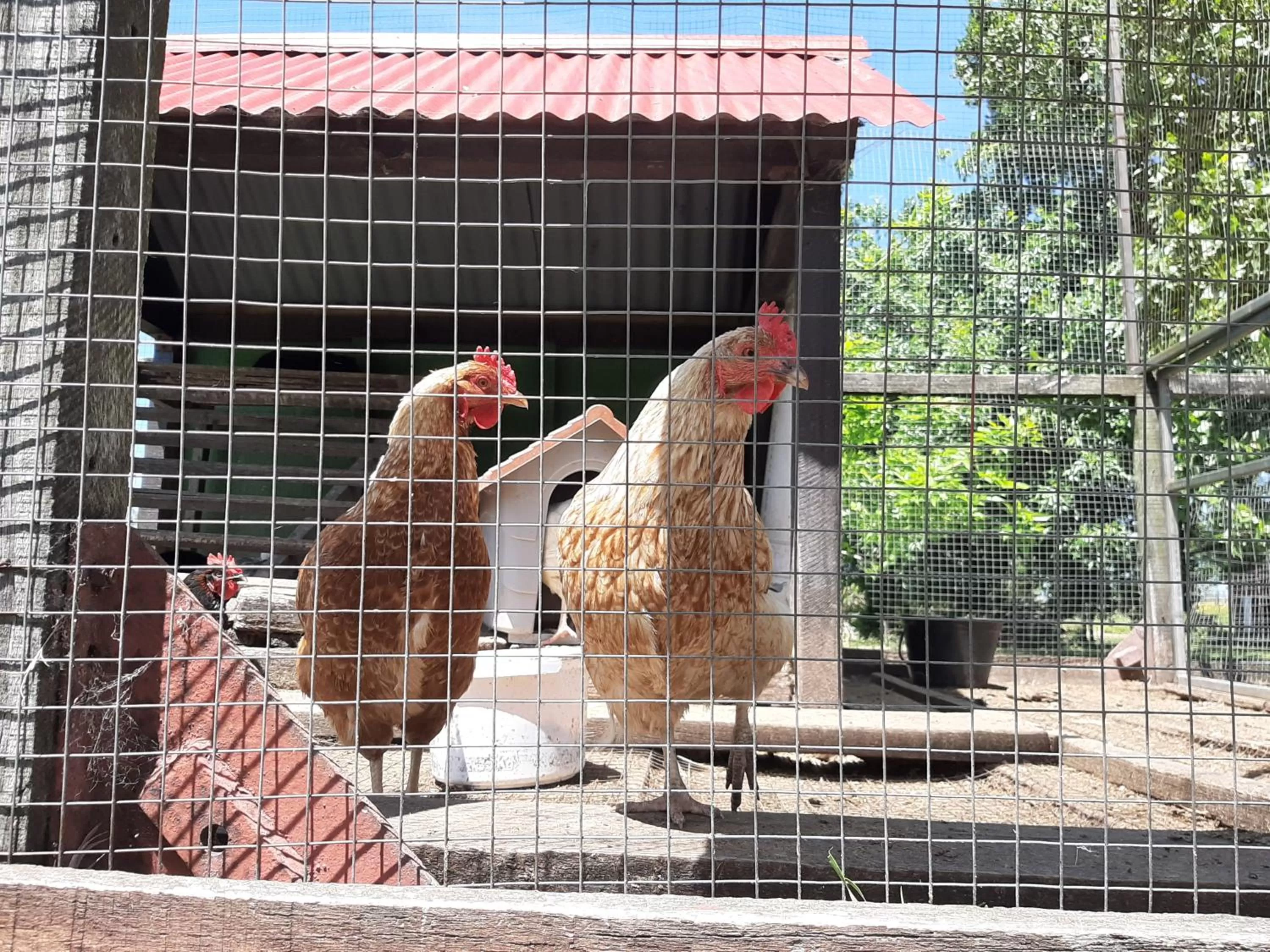 Entertainment in Estancia Renacimiento