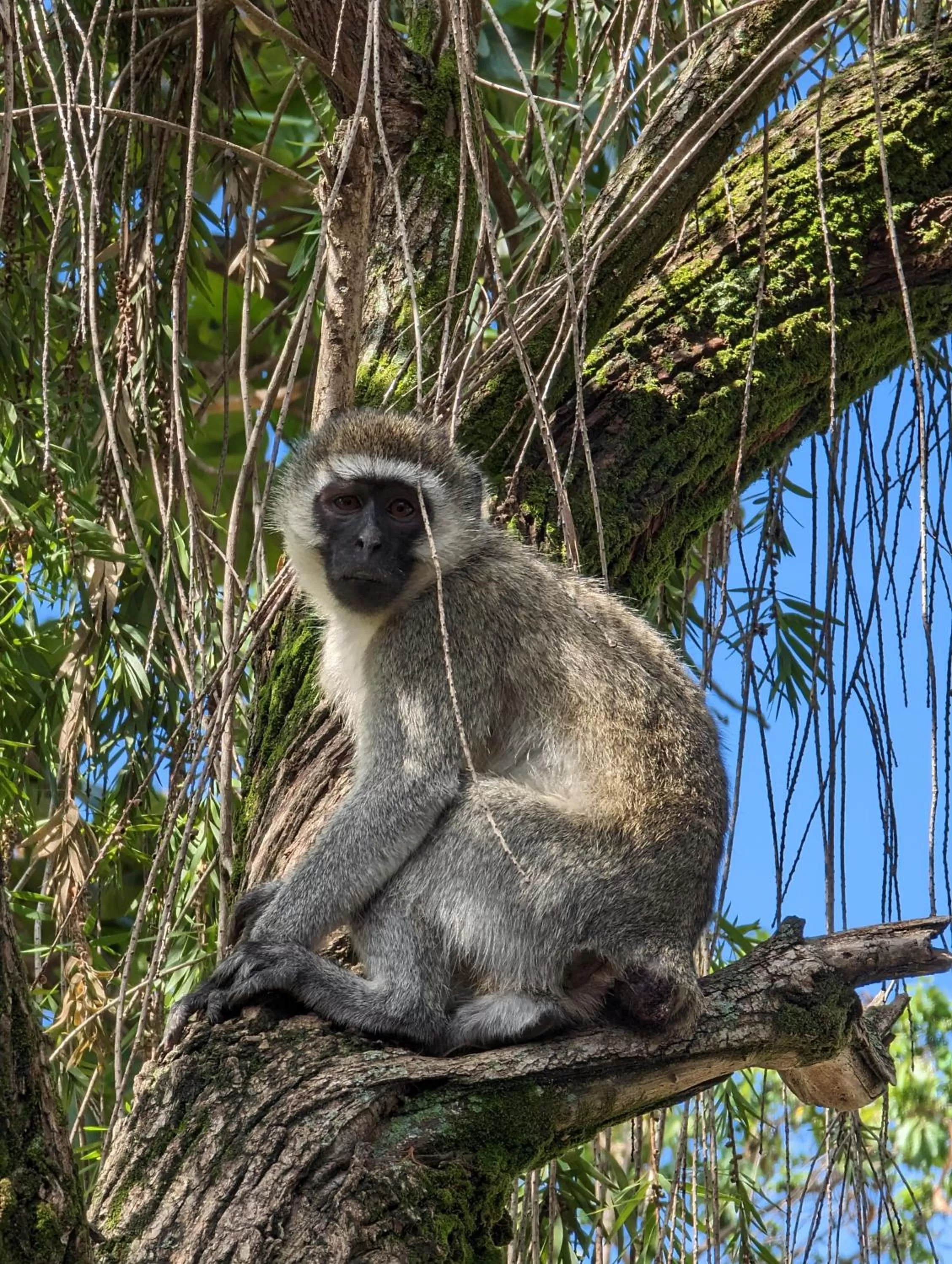 Garden, Other Animals in Annodas Homes Milimani Kisumu