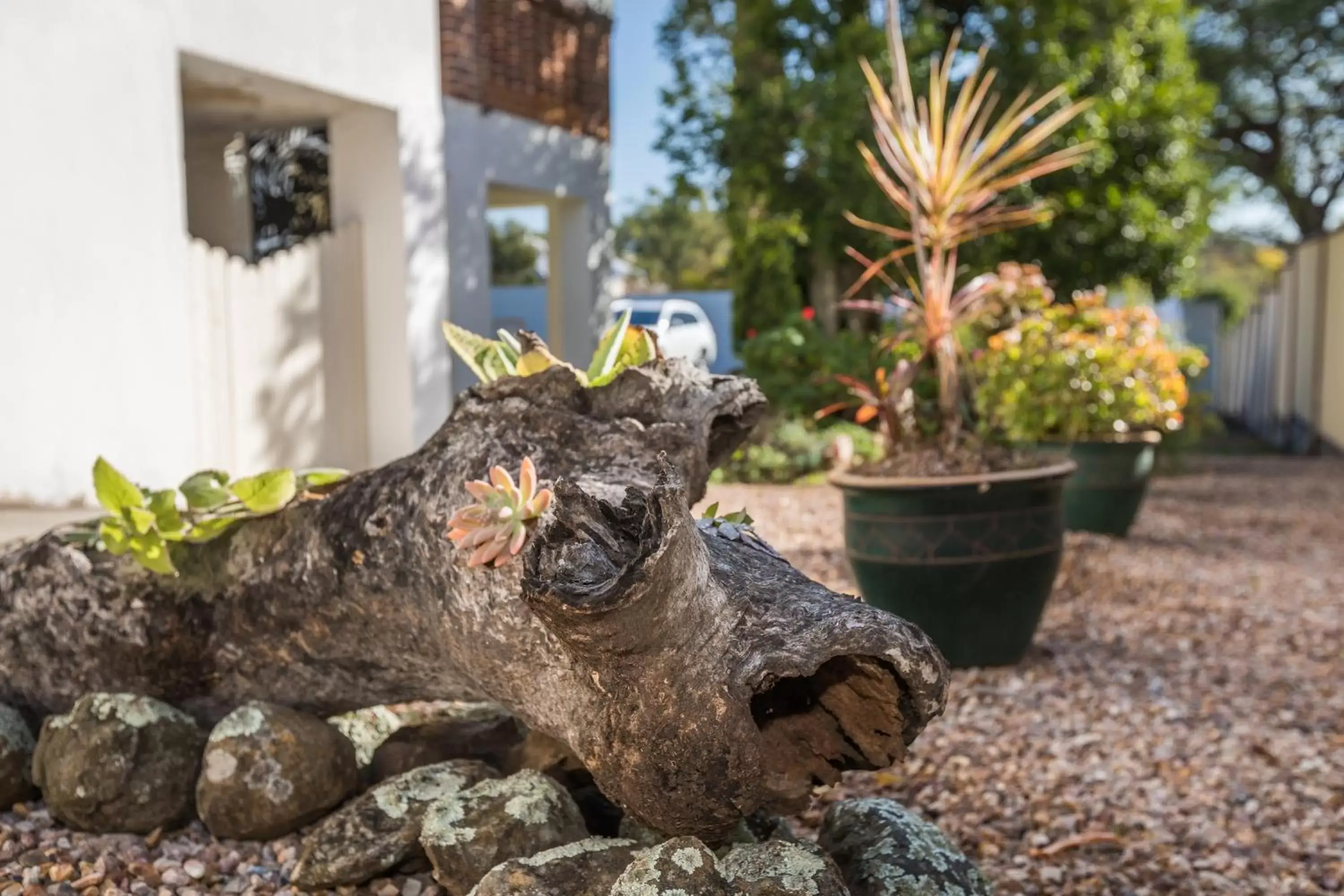 Garden view, Other Animals in Cumquat House