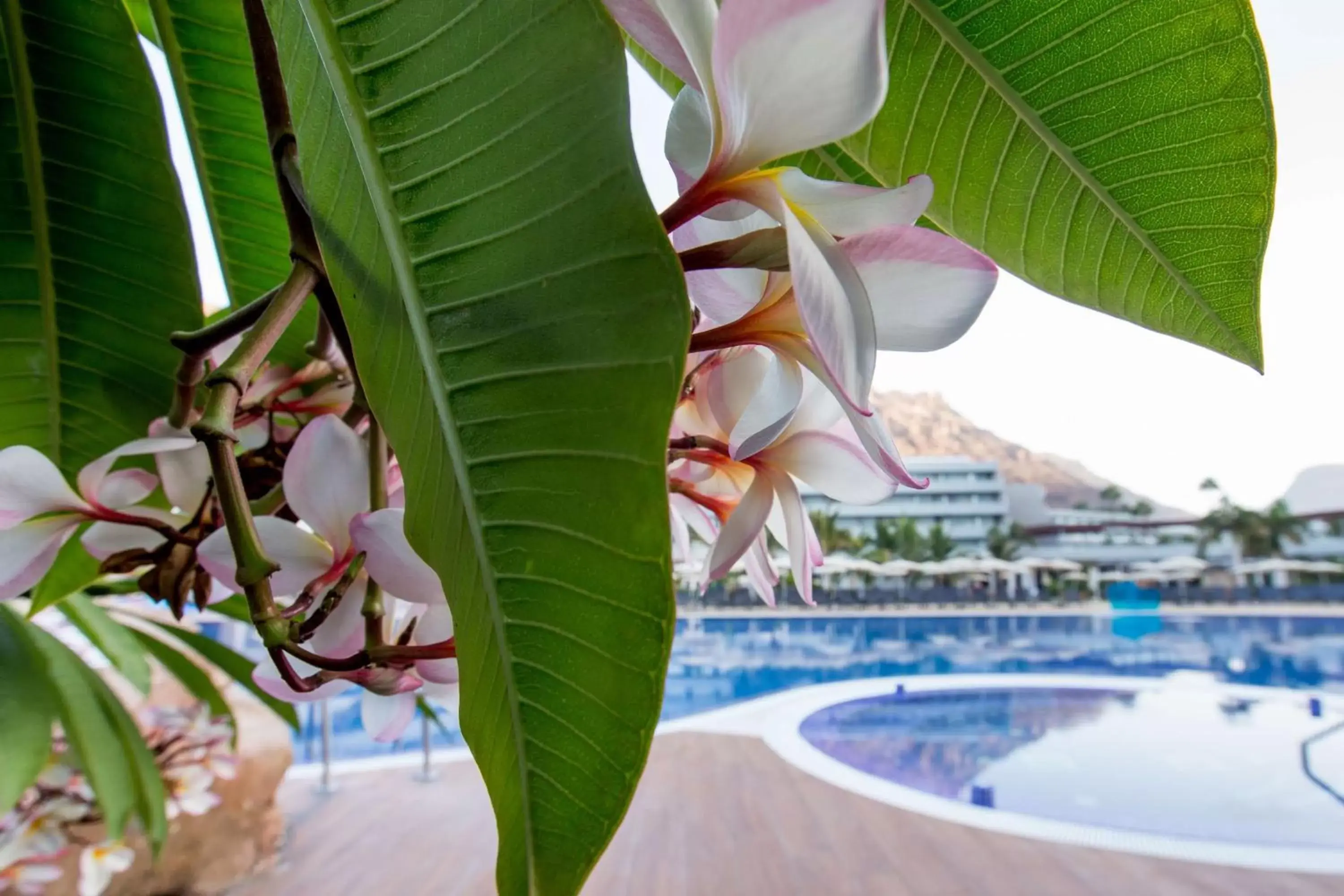 Activities, Swimming Pool in Radisson Blu Resort & Spa, Gran Canaria Mogan