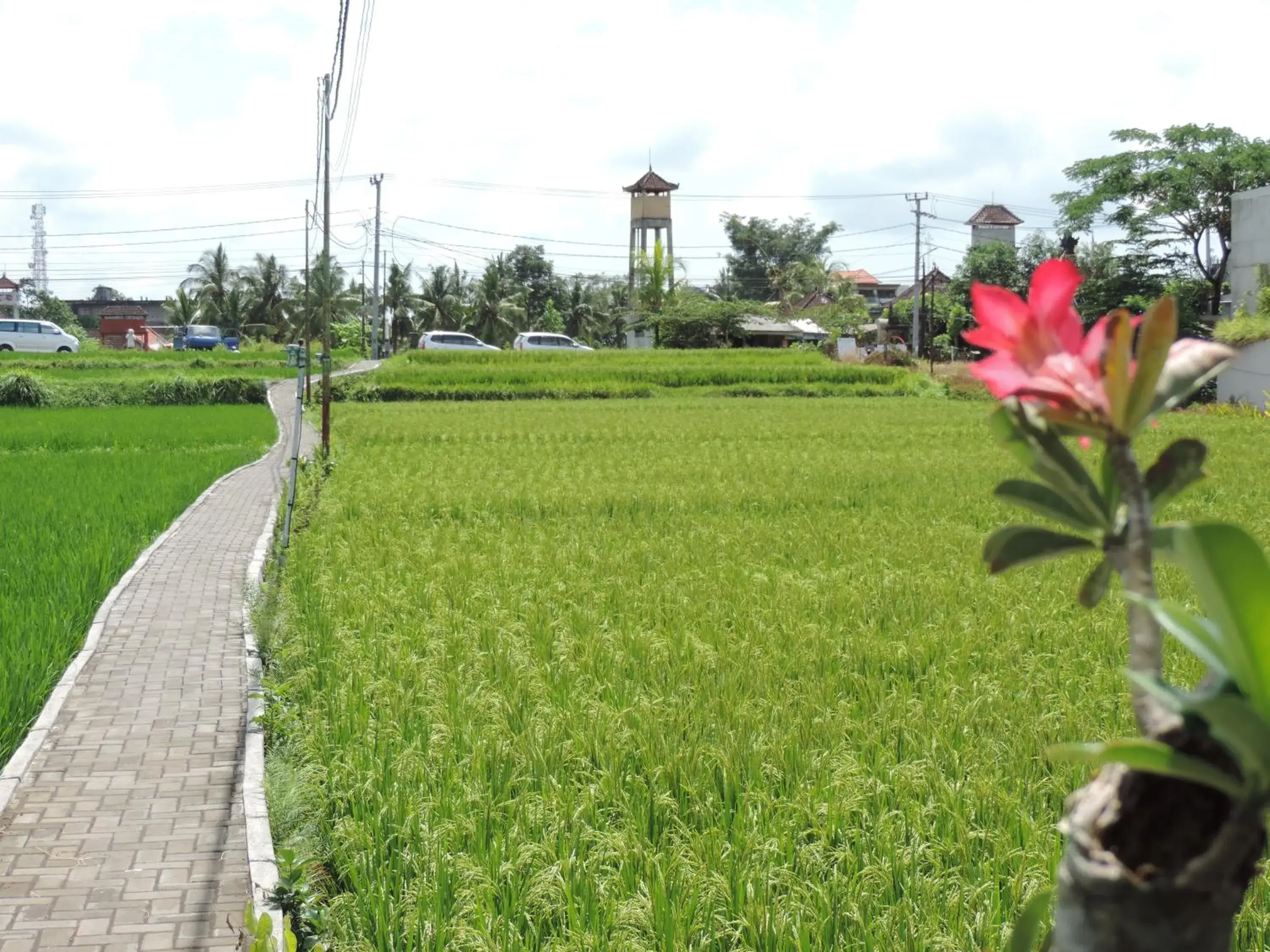 Garden view, Garden in Nick's Hidden Cottages by Mahaputra-CHSE Certified