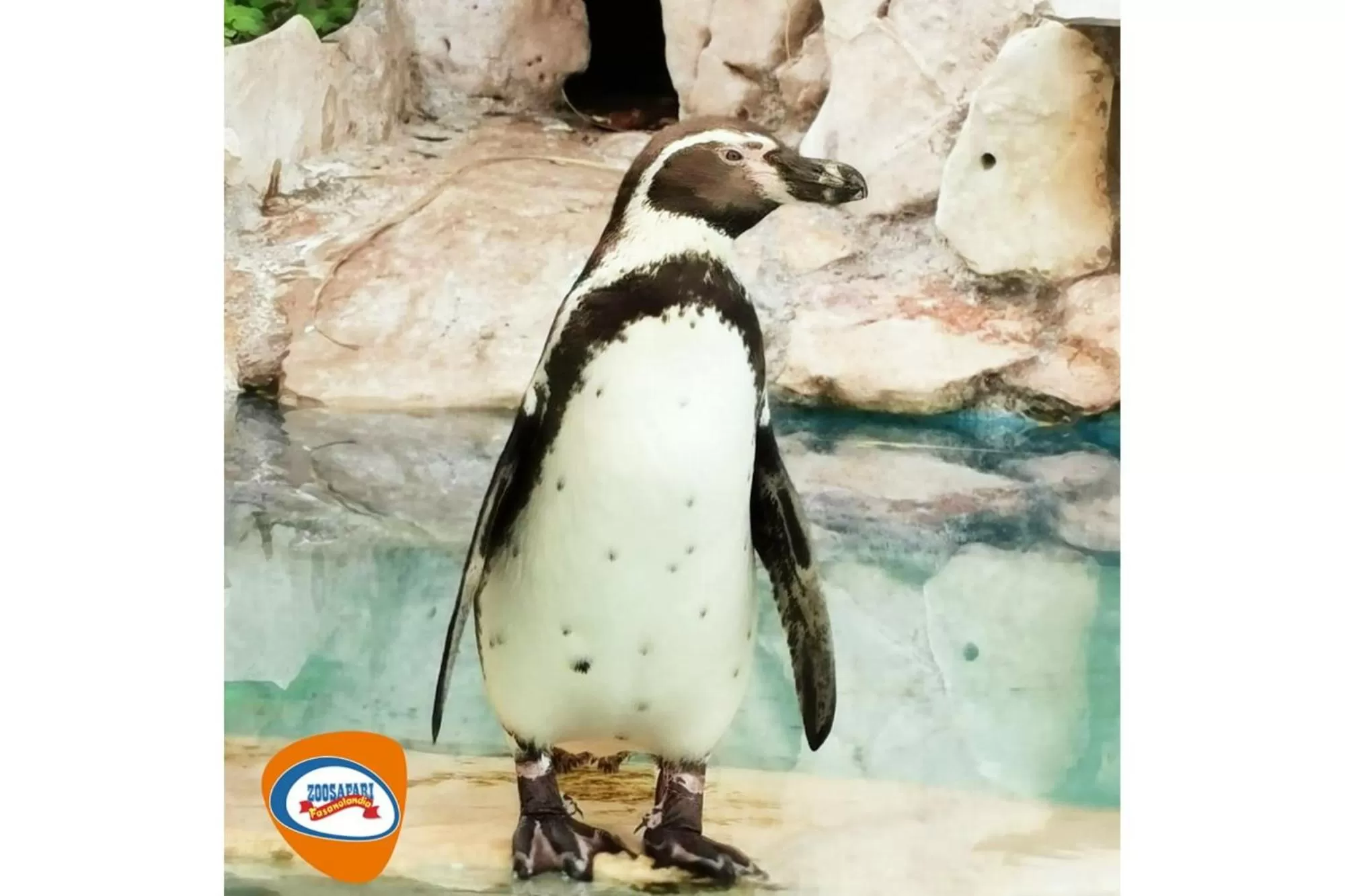 Animals in Palazzo De Luca by Apulia Hospitality