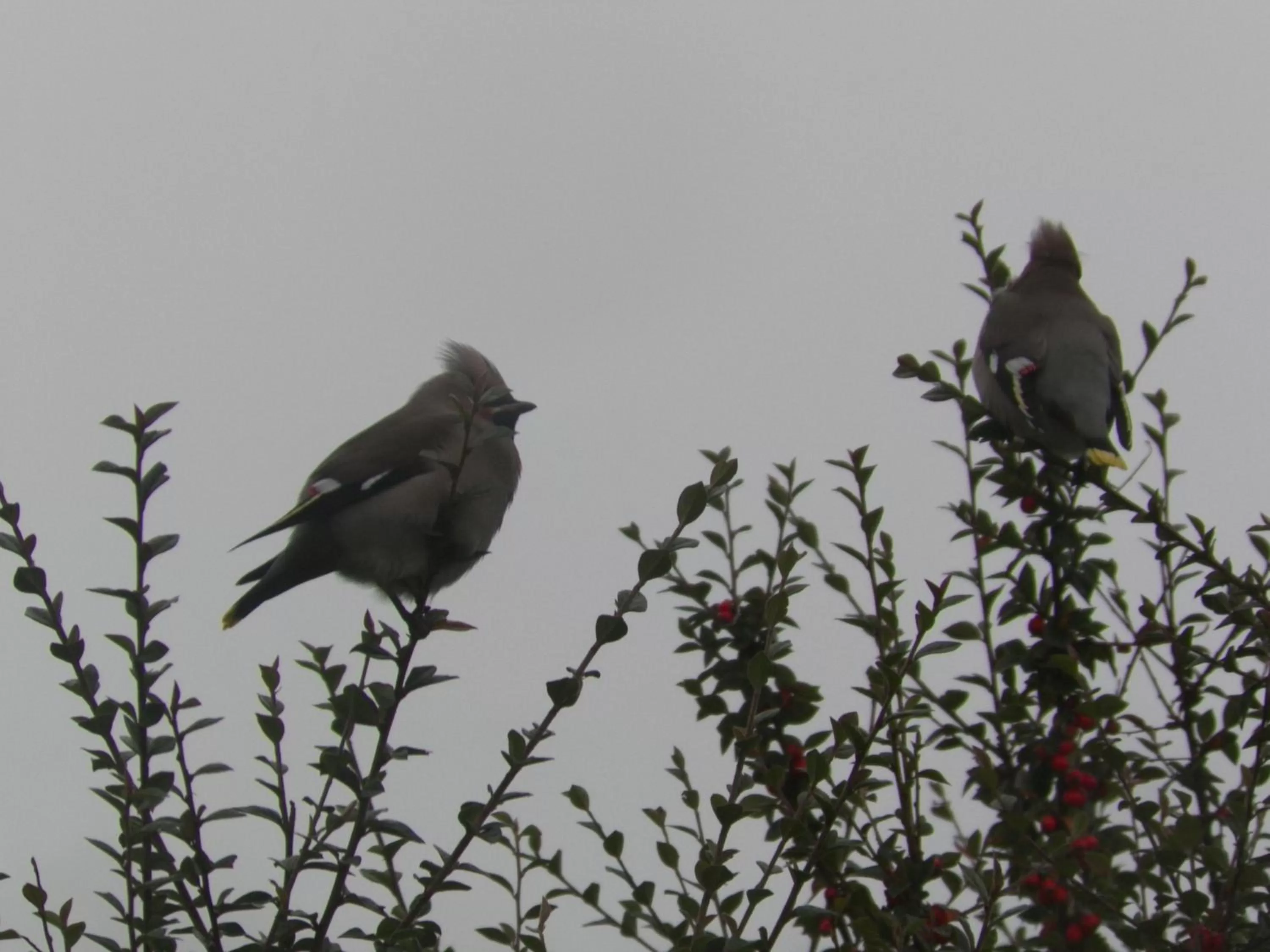 Natural landscape, Other Animals in Hillcrest Bed & Breakfast