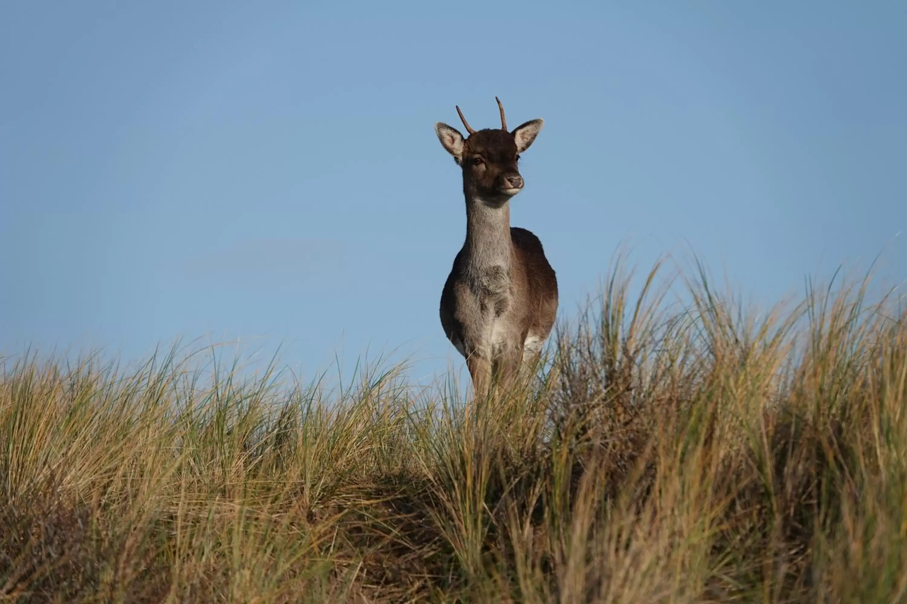 Other Animals in B&B Het Ruime Sop