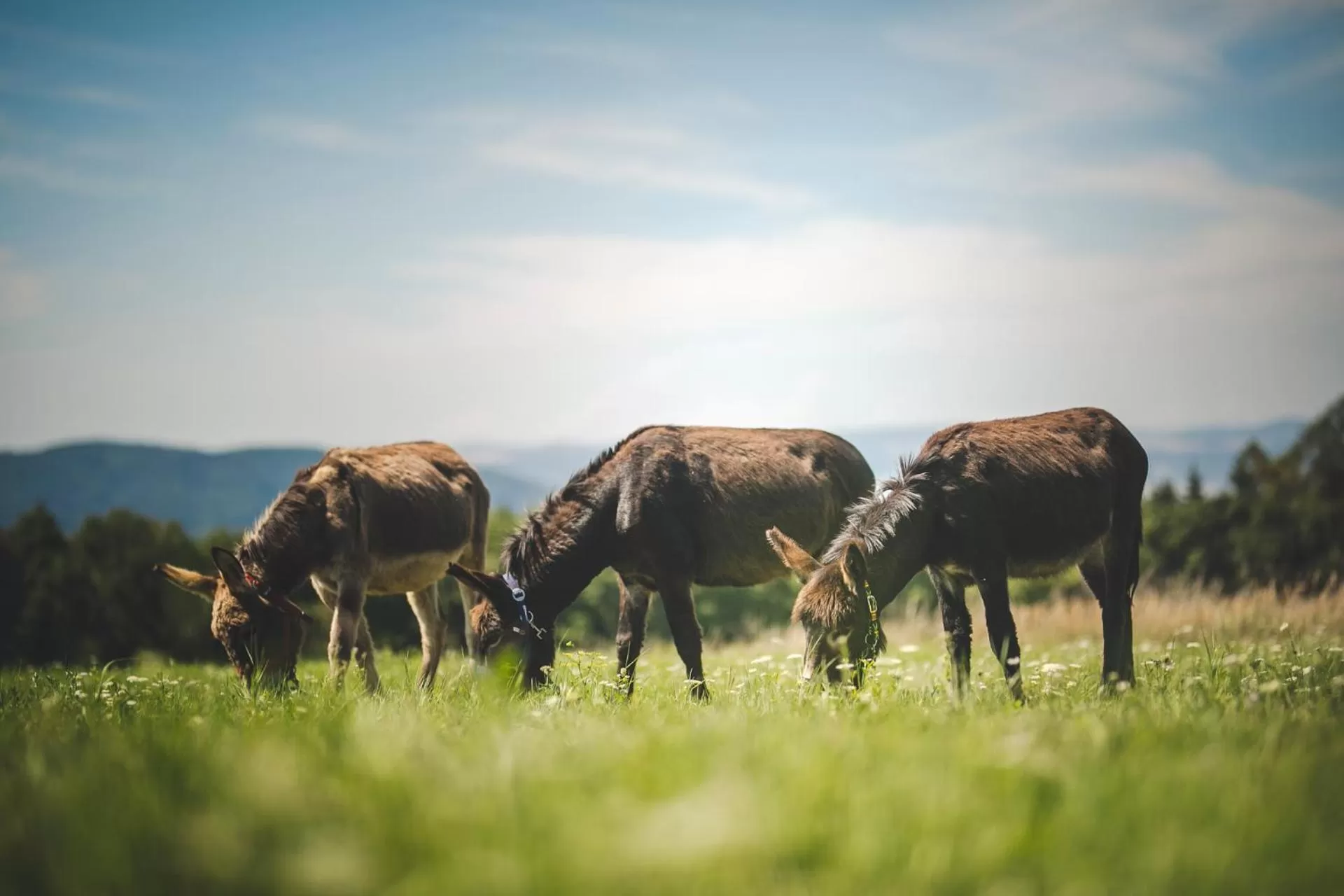 Natural landscape in OREA Resort Panorama Moravský kras