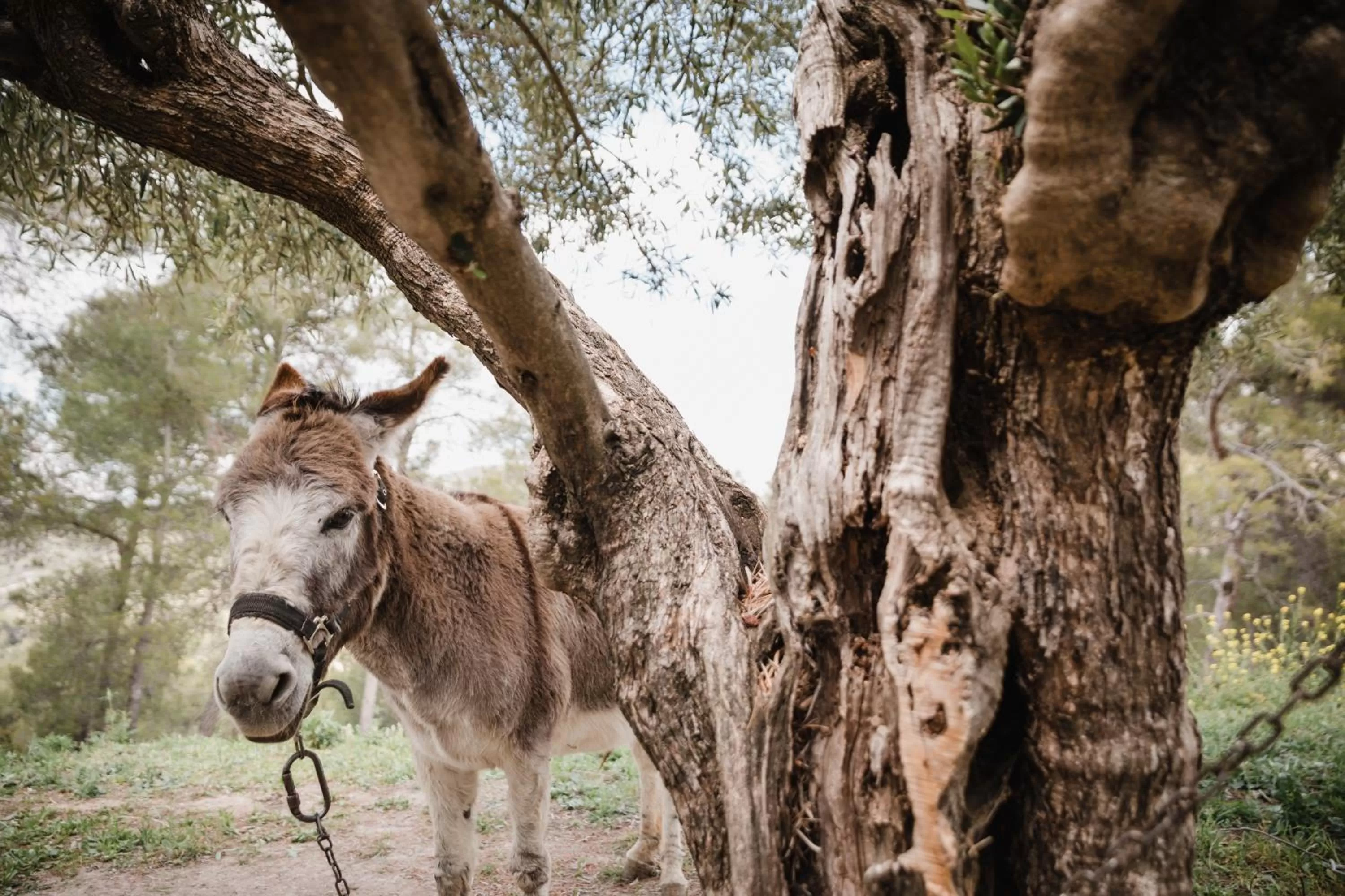 Pets in Eco Hotel con encanto Masía la Mota B&B