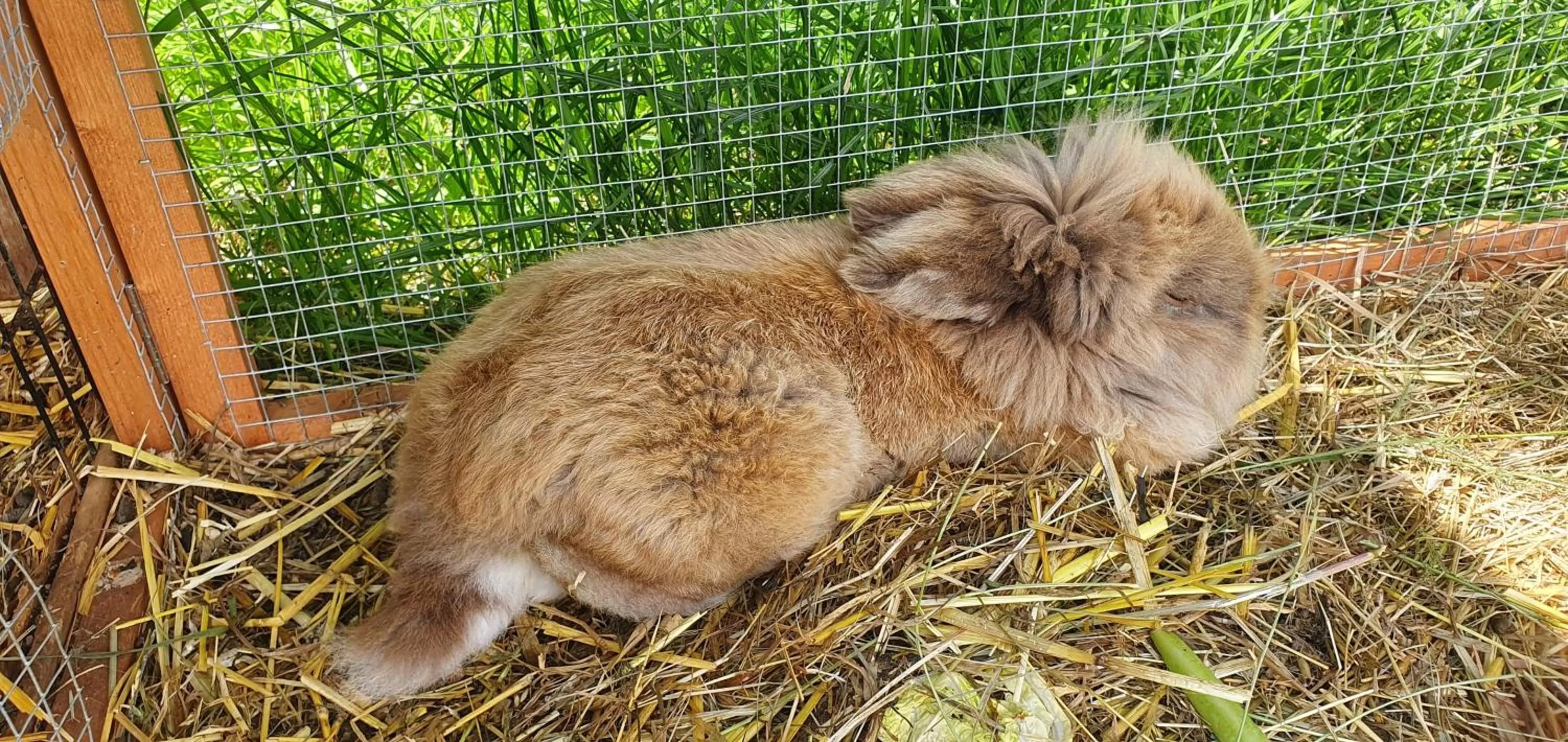 Animals in Hotel Lugsteinhof